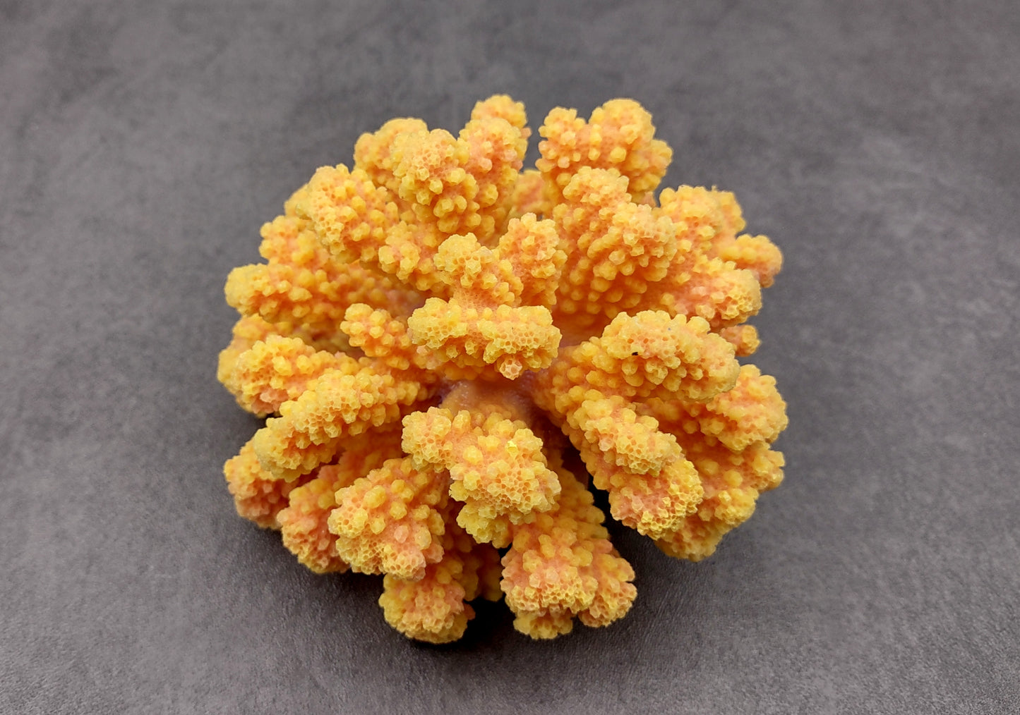 Yellow Faux Coral Cluster - Pocillopora Elegans - (1 FAUX Coral approx. 5Wx3Dx4T). Orange and pink tinted fluffy heavily textured coral cluster with many arms. Copyright 2024 SeaShellSupply.c