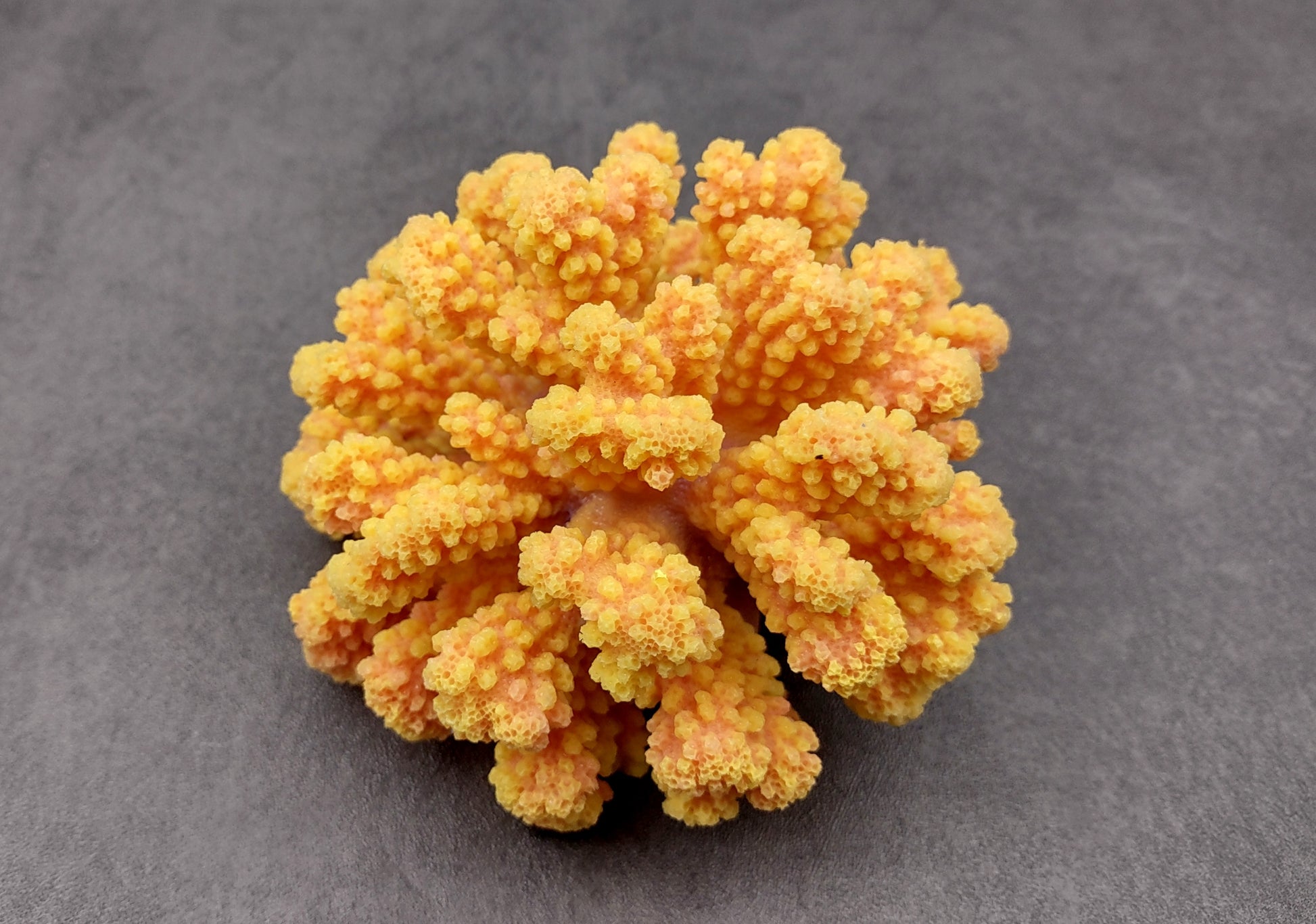 Yellow Faux Coral Cluster - Pocillopora Elegans - (1 FAUX Coral approx. 5Wx3Dx4T). Orange and pink tinted fluffy heavily textured coral cluster with many arms. Copyright 2024 SeaShellSupply.c