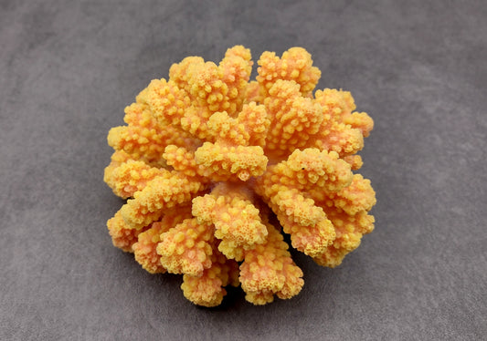 Yellow Faux Coral Cluster - Pocillopora Elegans - (1 FAUX Coral approx. 5Wx3Dx4T). Orange and pink tinted fluffy heavily textured coral cluster with many arms. Copyright 2024 SeaShellSupply.c