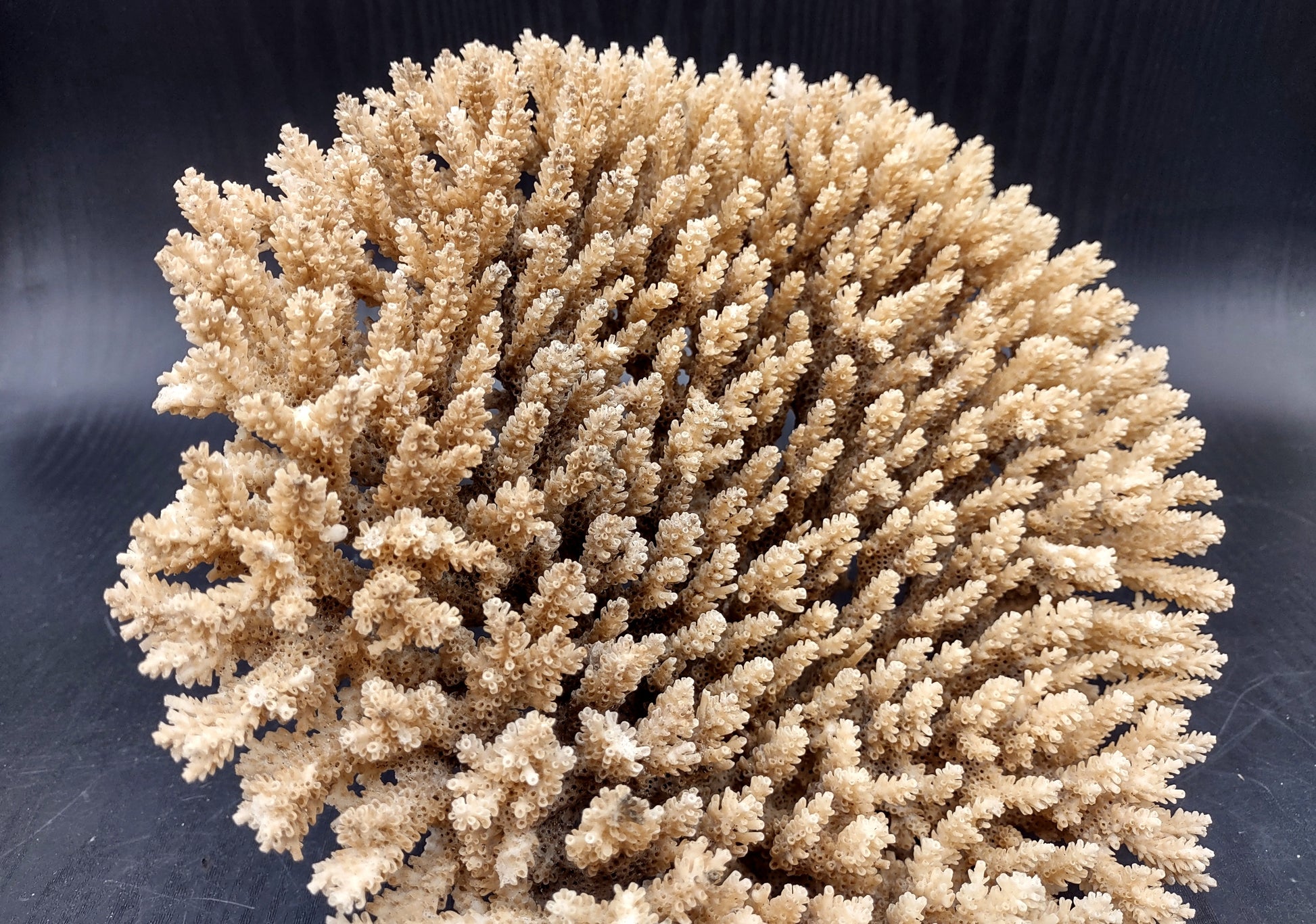 Image of Off White Natural Table Coral Large Cluster Acropora Latistella (1 coral approx. 10L x 6H x 10D inches) Copyright 2024 SeashellSupply.com