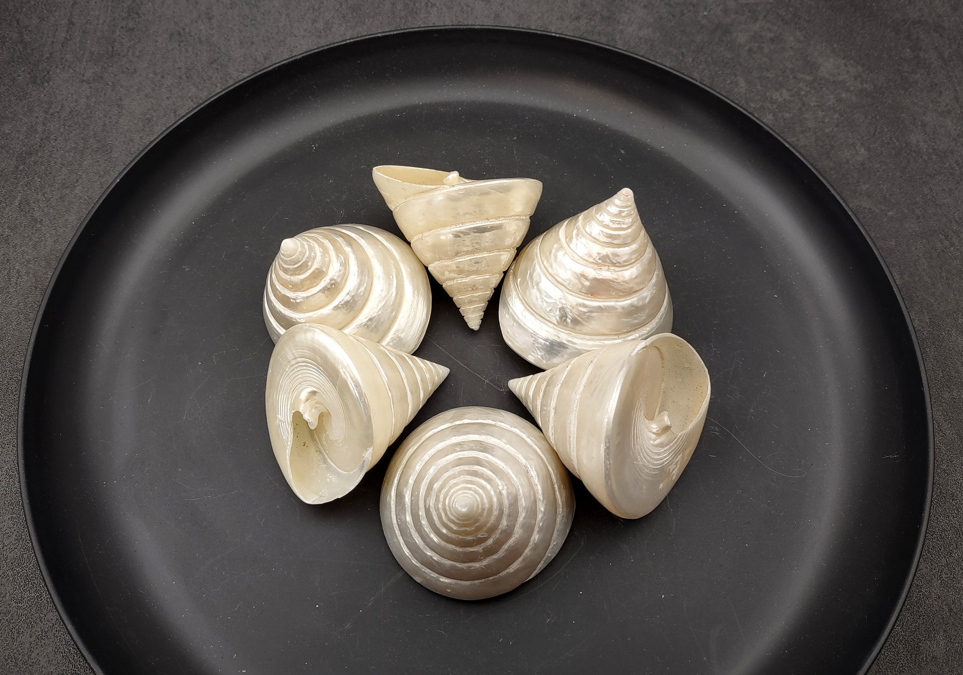 Polished Silver/Pearl Trochus Seashell (2-2.5 Inches) - Trochus Niloticus. One shiny bright spiral white shell with a wide opened base. Copyright 2024 SeaShellSupply.com.