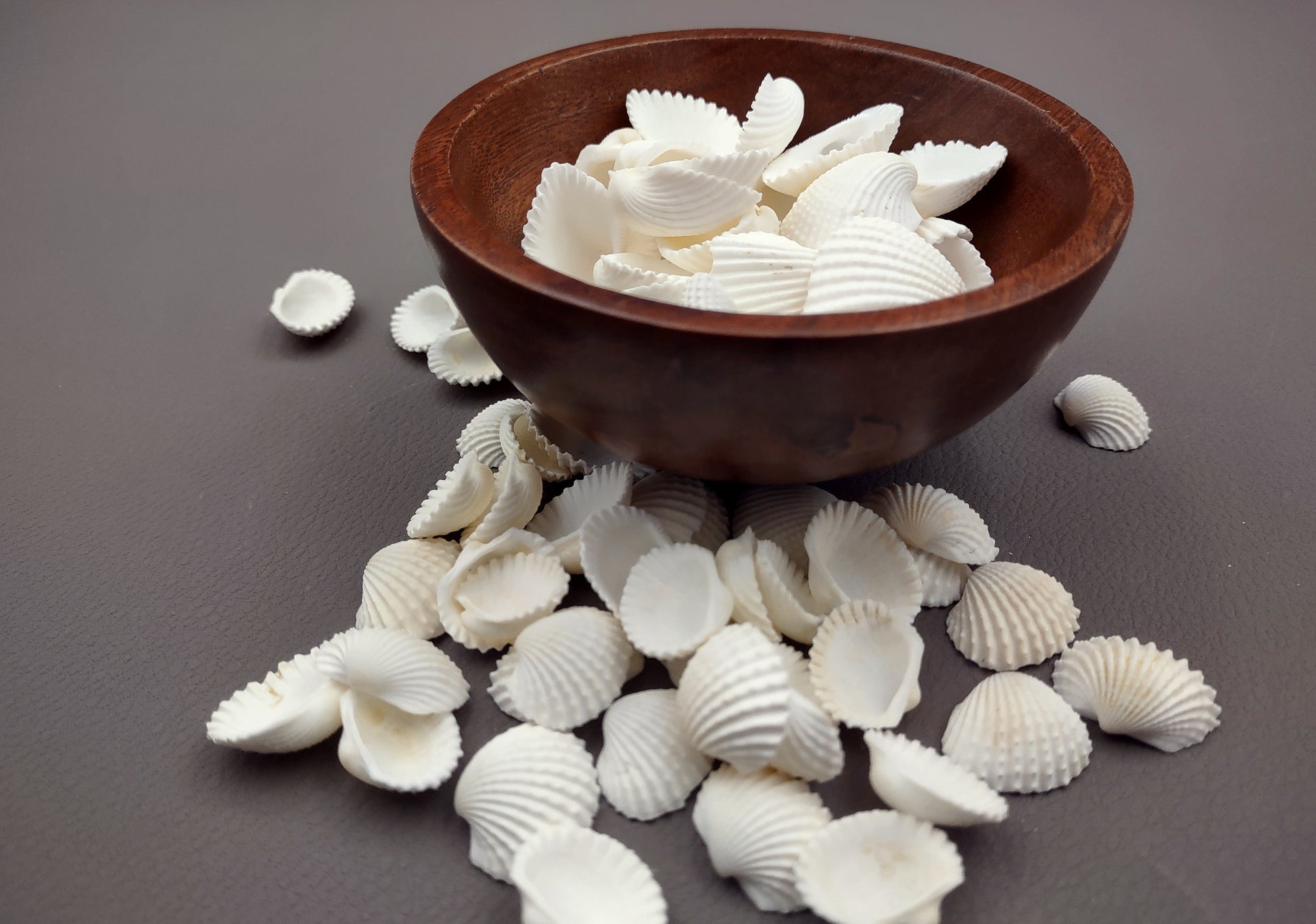 White Ark Clam Seashells Tegillarca Granosa (approx. 20+ shells 1+ inches). An assortment of small white clam shells. Copyright 2024 SeaShellSupply.com.