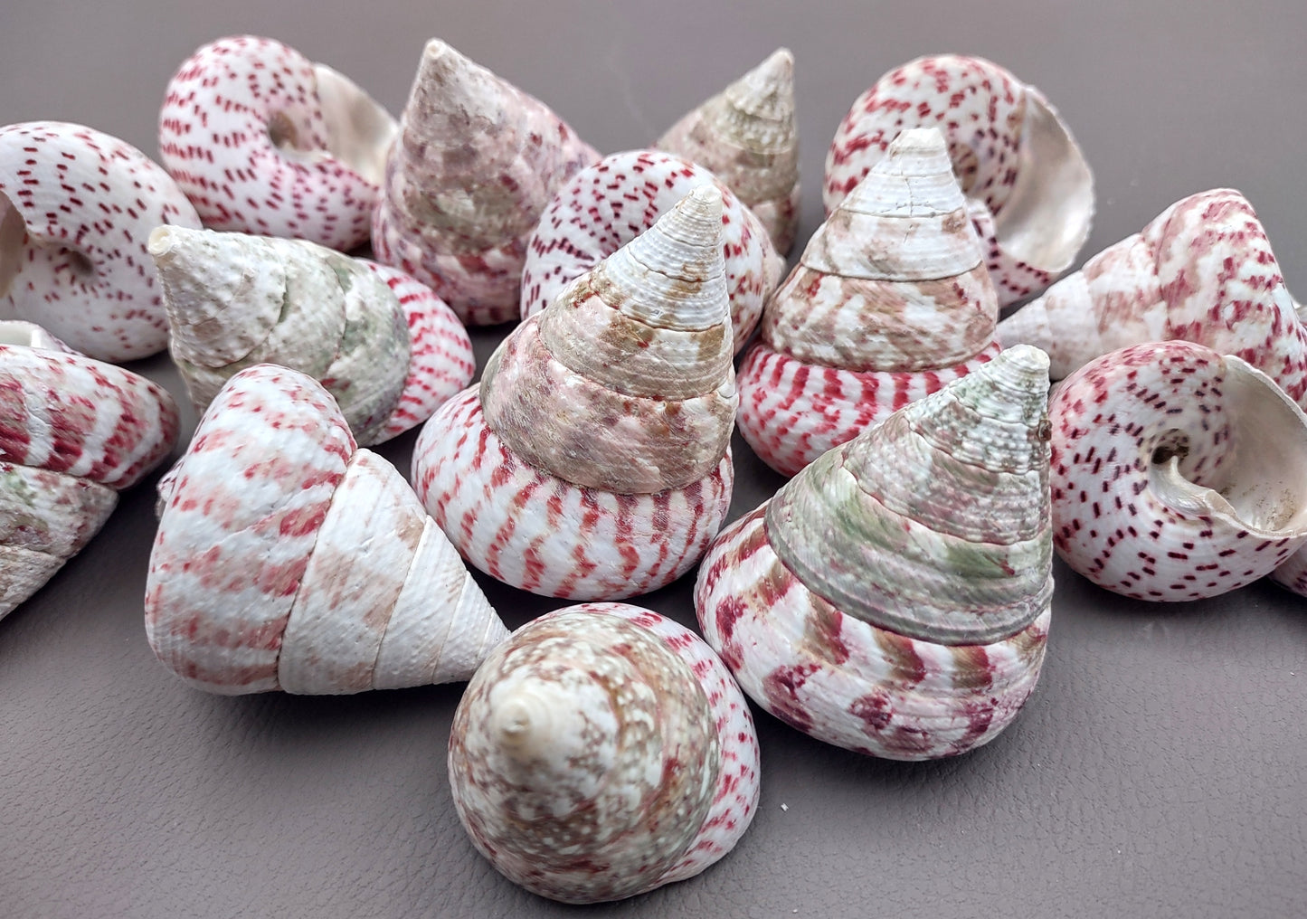 Strawberry Trochus Seashells - Techtus Conus - (4 shells approx. 1.5-2.5 inches). Four spiral pink and purple shells laid out to show the different angles. Copyright 2024 SeaShellSupply.com.