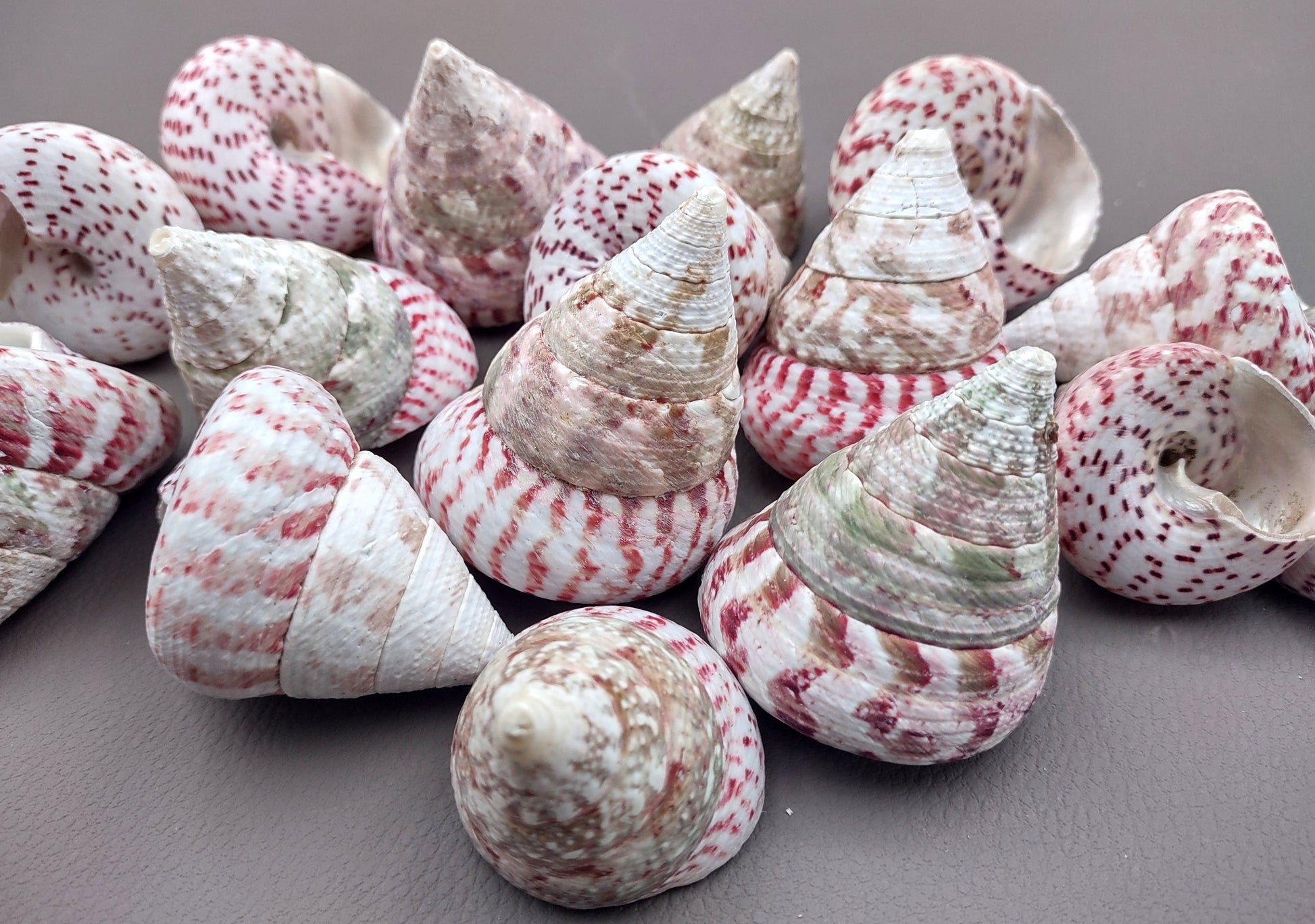 Strawberry Trochus Seashells - Techtus Conus - (4 shells approx. 1.5-2.5 inches). Four spiral pink and purple shells laid out to show the different angles. Copyright 2024 SeaShellSupply.com.