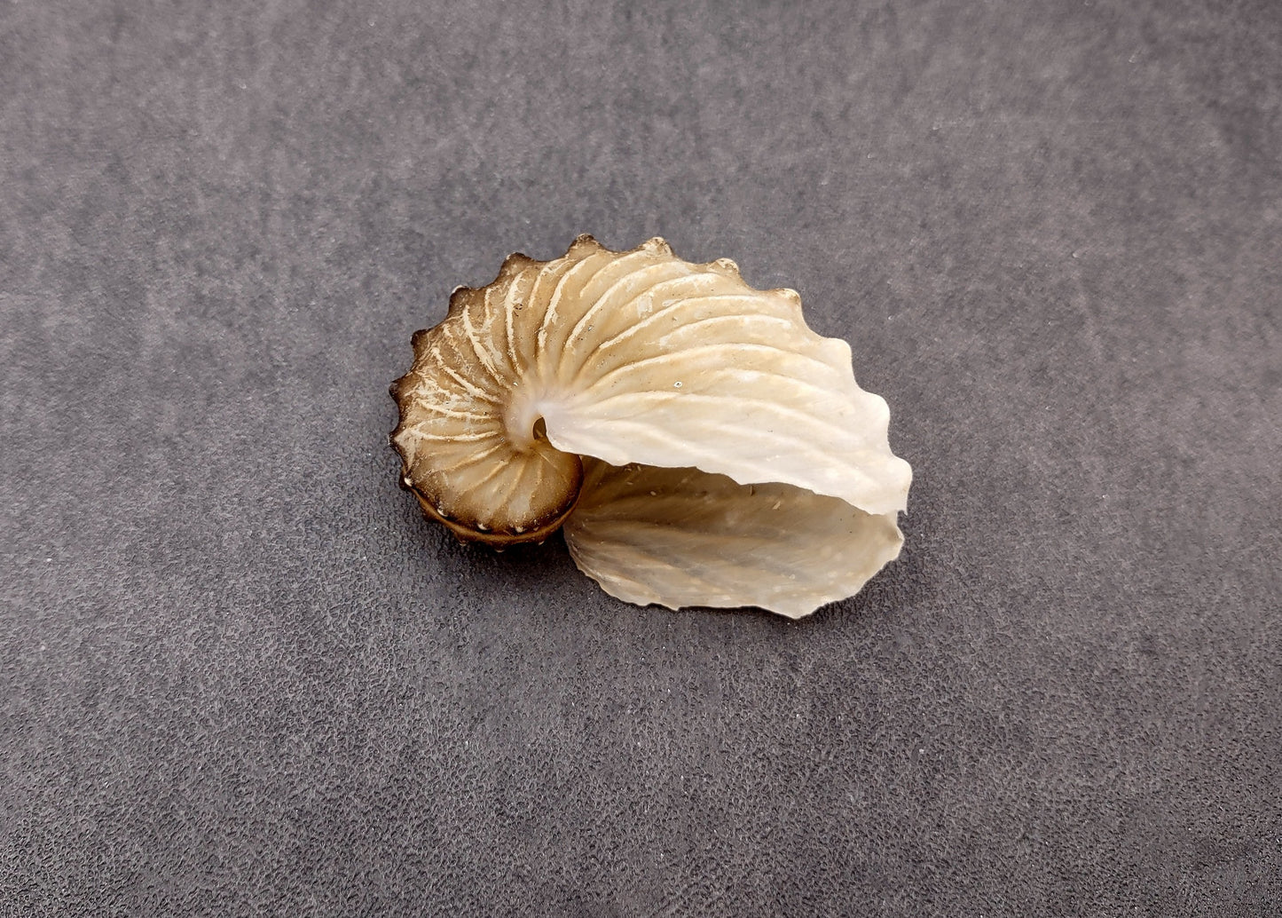 Brown Paper Nautilus Seashell Rare Argonauta Hians (1 shell approx. 2.25+ inches) Swell shells for coastal crafting decor & collections!