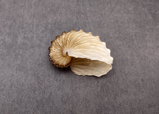 Brown Paper Nautilus Seashell Rare Argonauta Hians (1 shell approx. 2.25+ inches) Swell shells for coastal crafting decor & collections!
