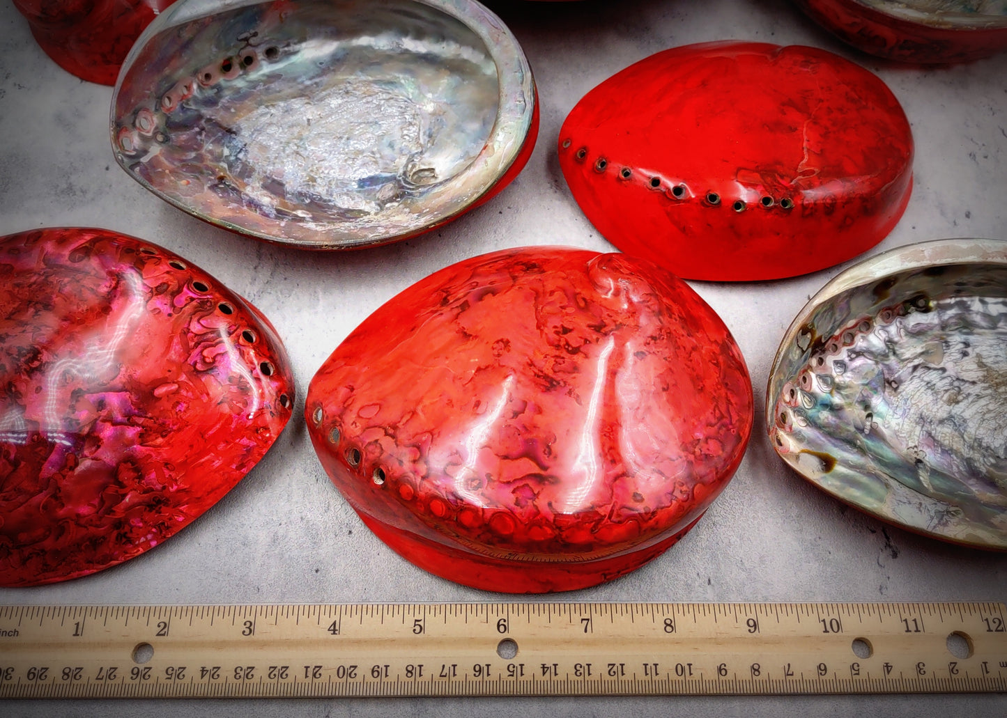 Polished Solid Dyed Red Abalone Midas Seashell Haliotis Midae (1 shell approx. 5+ inches) Red Abalone shell for display arts & crafts!