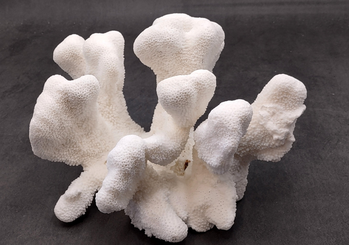 White Catspaw Coral Cluster Pocillopora Palifera (1 coral approx. 11L x 6.75H x 10D inches) Excellent for art projects & collecting!