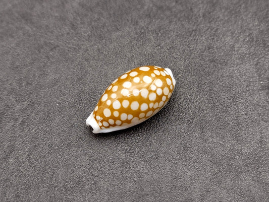 Small Sieve Cowrie Seashell Cypraea Cribaraia (1 shell 0.75+ inches) Beautiful for any coastal crafting or décor!