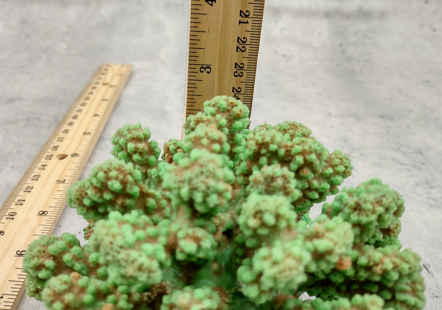 Green FAUX Cluster Coral - Pocillopora Elegans - 1 faux coral approx. 5Wx3Dx4T on light background Copyright 2024 SeaShellSupply.com.