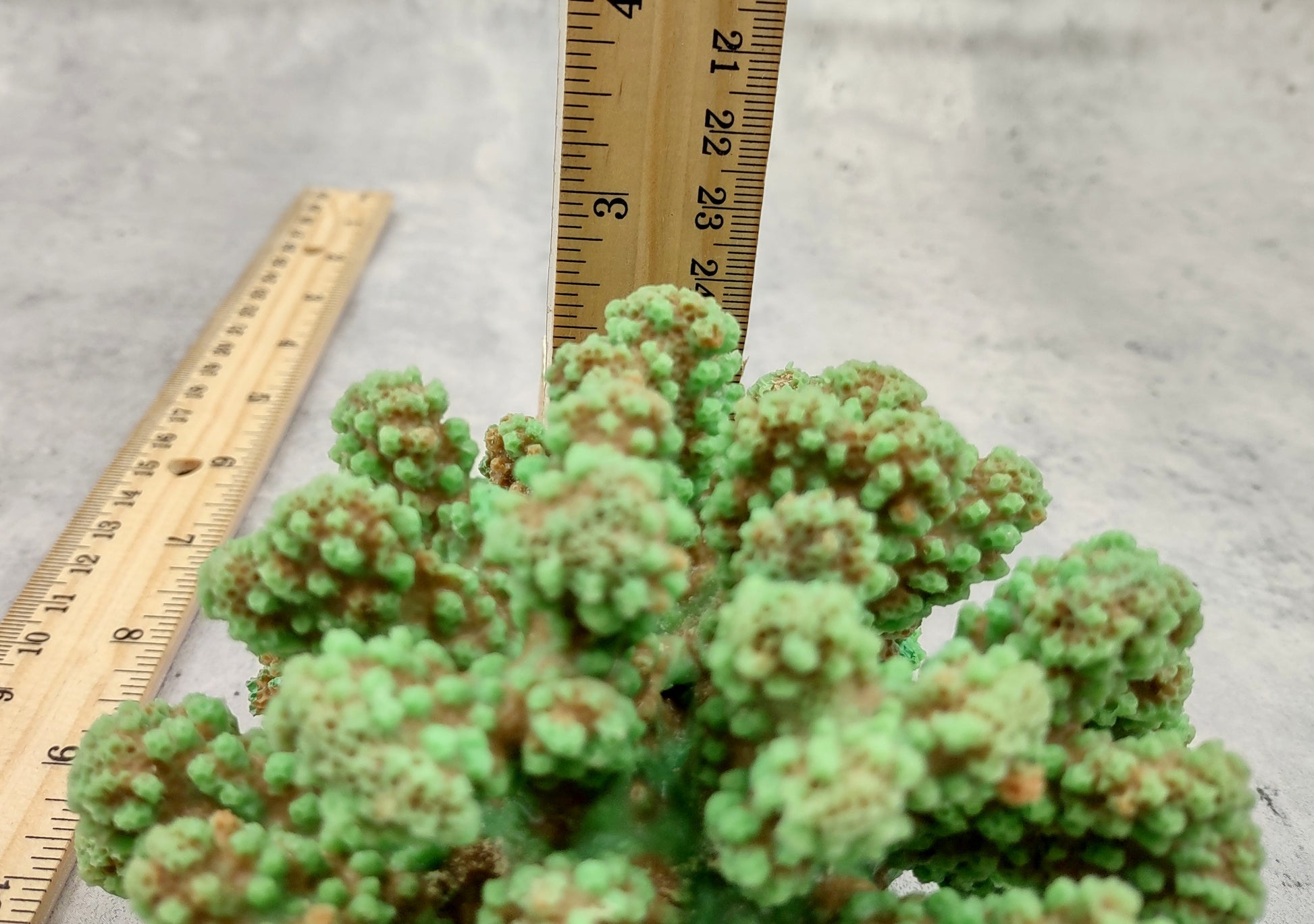 Green FAUX Cluster Coral - Pocillopora Elegans - 1 faux coral approx. 5Wx3Dx4T on light background Copyright 2024 SeaShellSupply.com.