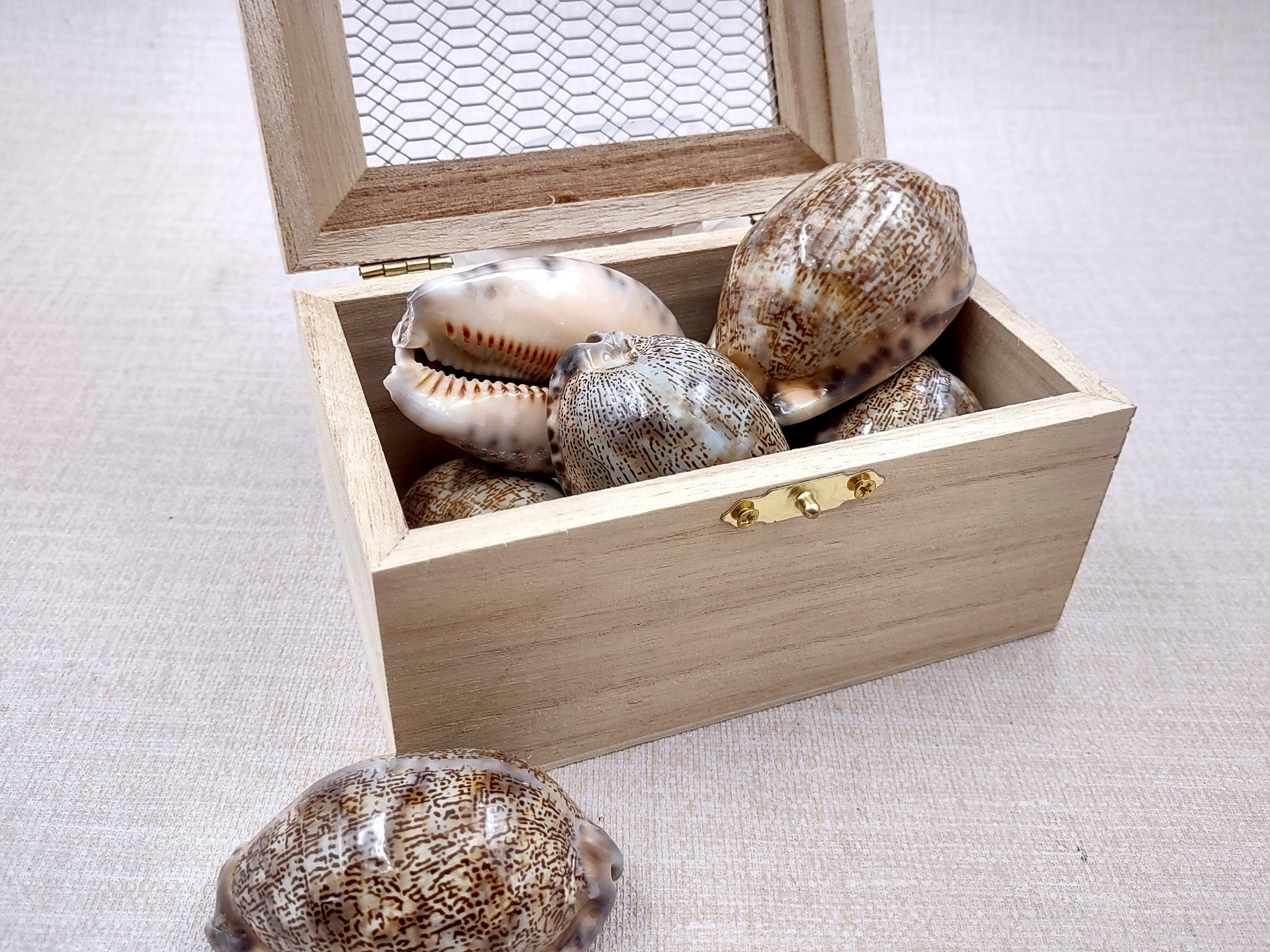 Large Arabic Cowrie Seashells Cypraea Arabica (2 shells approx. 2+ inches) Beautiful shells for any coastal crafting or décor! Brown and white spotted wrapped shells. Copyright 2024 SeaShellMart.com