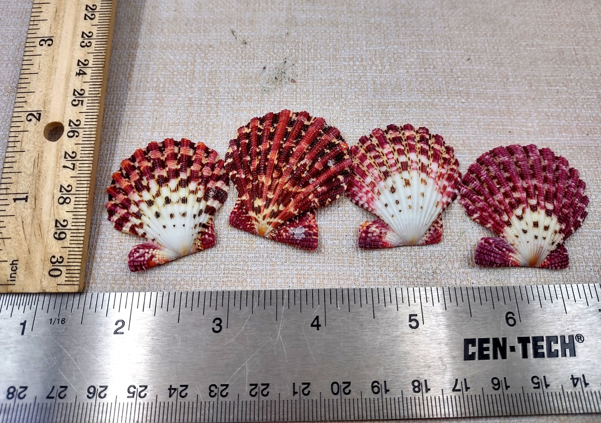 Royal Cloak Scallop Seashells - Pecten Pallium - (10 shells approx. 1-1.5 Inches) Pile of different shades of pink ribbed shells. Copyright 2024 SeaShellSupply.com.