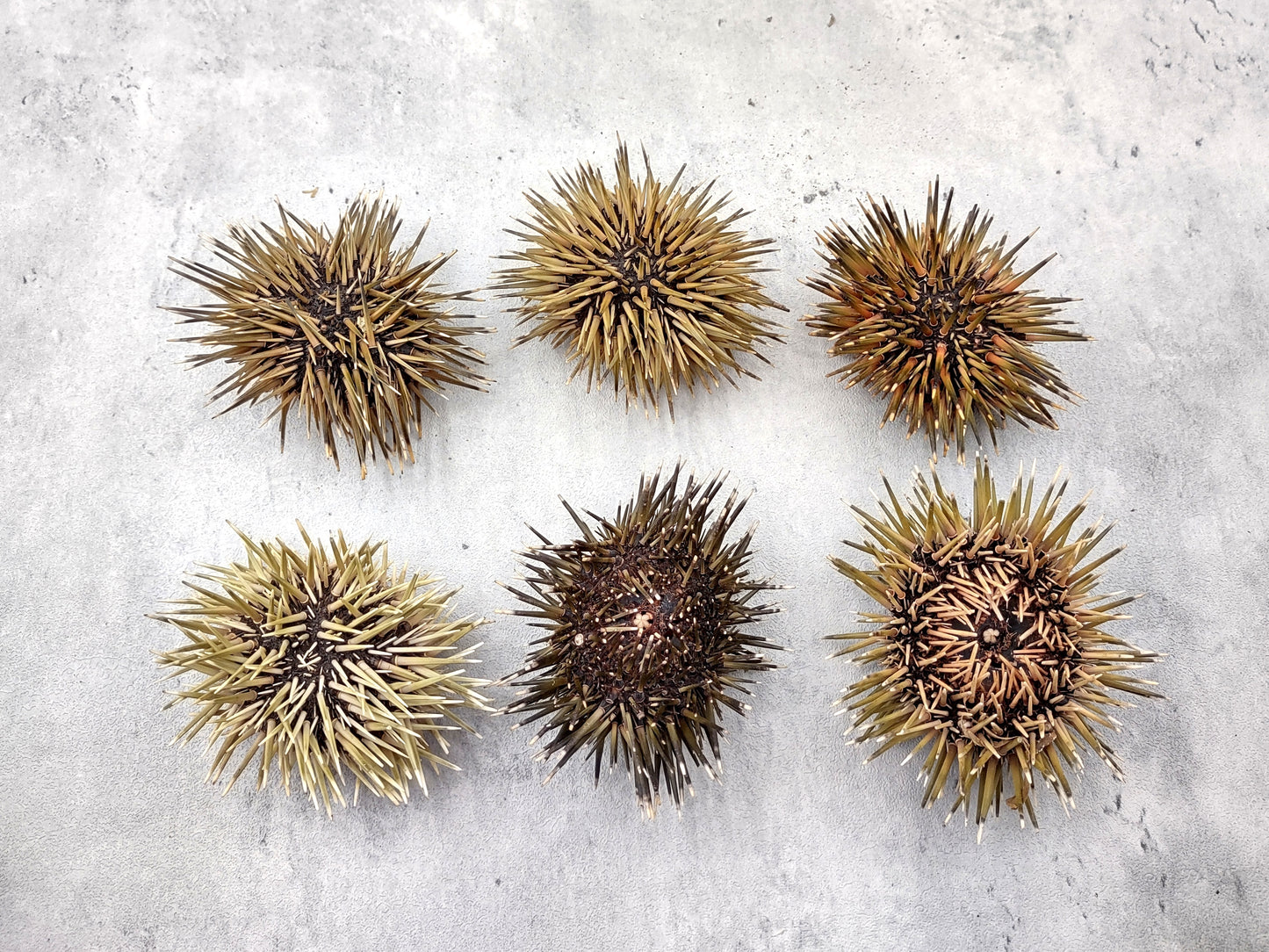 Burrowing Sea Urchin with Spines Echinometra Mathaei (2 urchins approx. 2.5+ inches) Natural Urchin Shell for display & collecting!