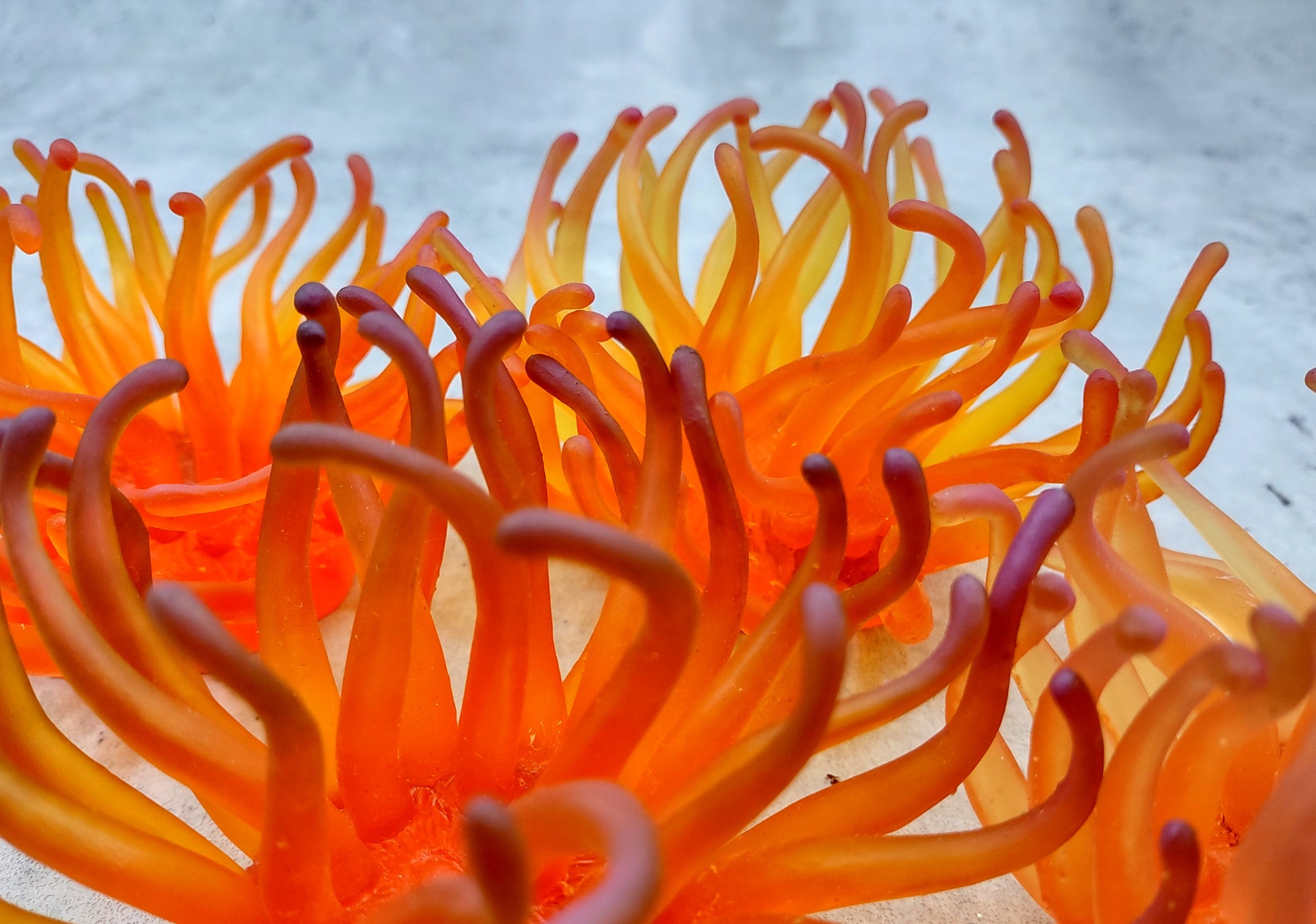 Orange/Yellow FAUX Anemone - Condylactis Gigantea - (1 FAKE Anemone approx. 5Wx2Dx5T inches) with pink tips, on light background. Copyright 2024 SeaShellSupply.com.