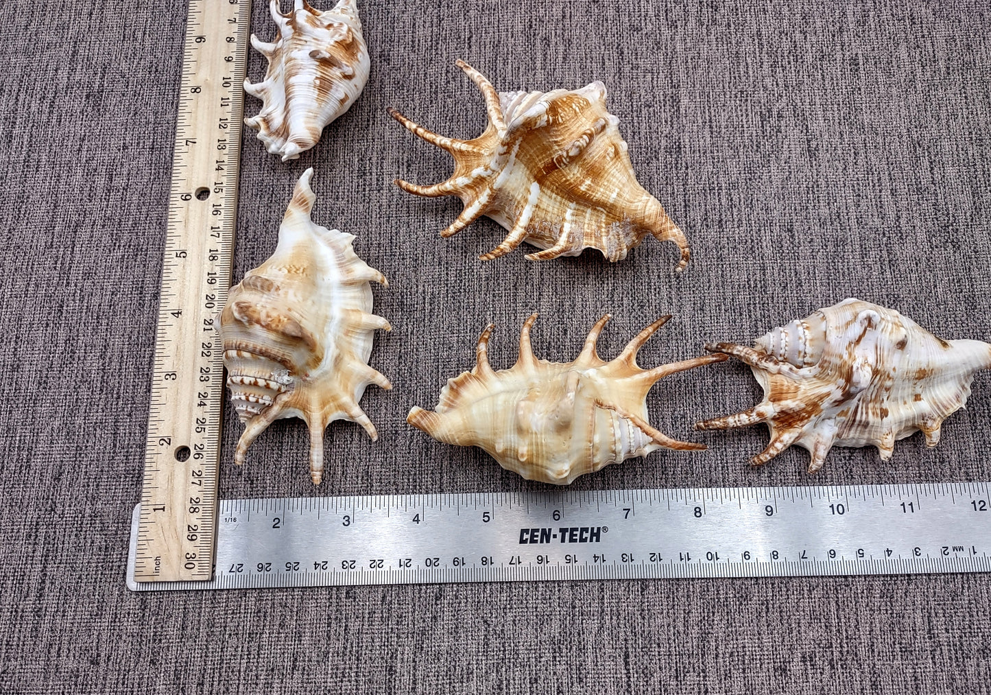 Spider Conch Seashell (4-5 inches) - Lambis Lambis (JS-033). White shell with spikes and some brown spots. Copyright 2024 SeaShellSupply.com.