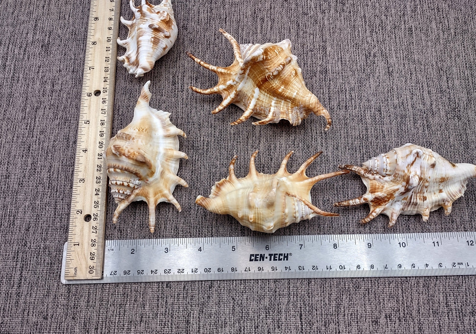 Spider Conch Seashell (4-5 inches) - Lambis Lambis (JS-033). White shell with spikes and some brown spots. Copyright 2024 SeaShellSupply.com.