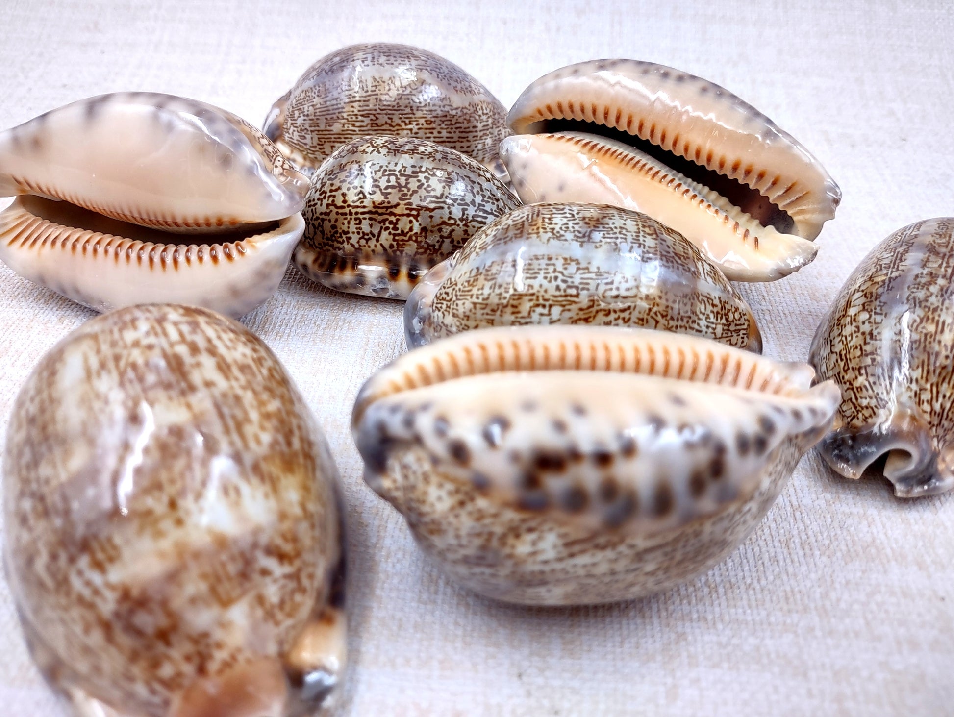 Large Arabic Cowrie Seashells Cypraea Arabica (2 shells approx. 2+ inches) Beautiful shells for any coastal crafting or décor! Brown and white spotted wrapped shells. Copyright 2024 SeaShellMart.com