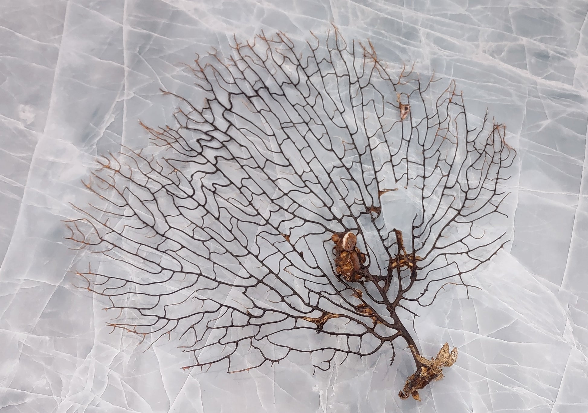 Black Sea Fan - Gorgonia Ventalina - (1 fan approx. 7-10 inches). One tree looking Sea Fan with many little branches. Copyright 2022 SeaShellSupply.com.