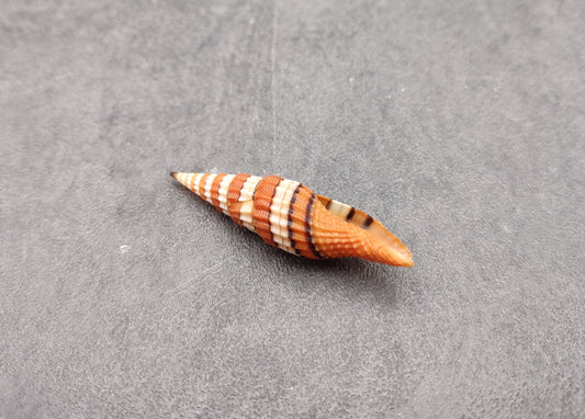 Queen Miter Seashell Mitra Compressum (1 shell approx. 1.75+ inches) Unique shells for coastal crafting and collections!