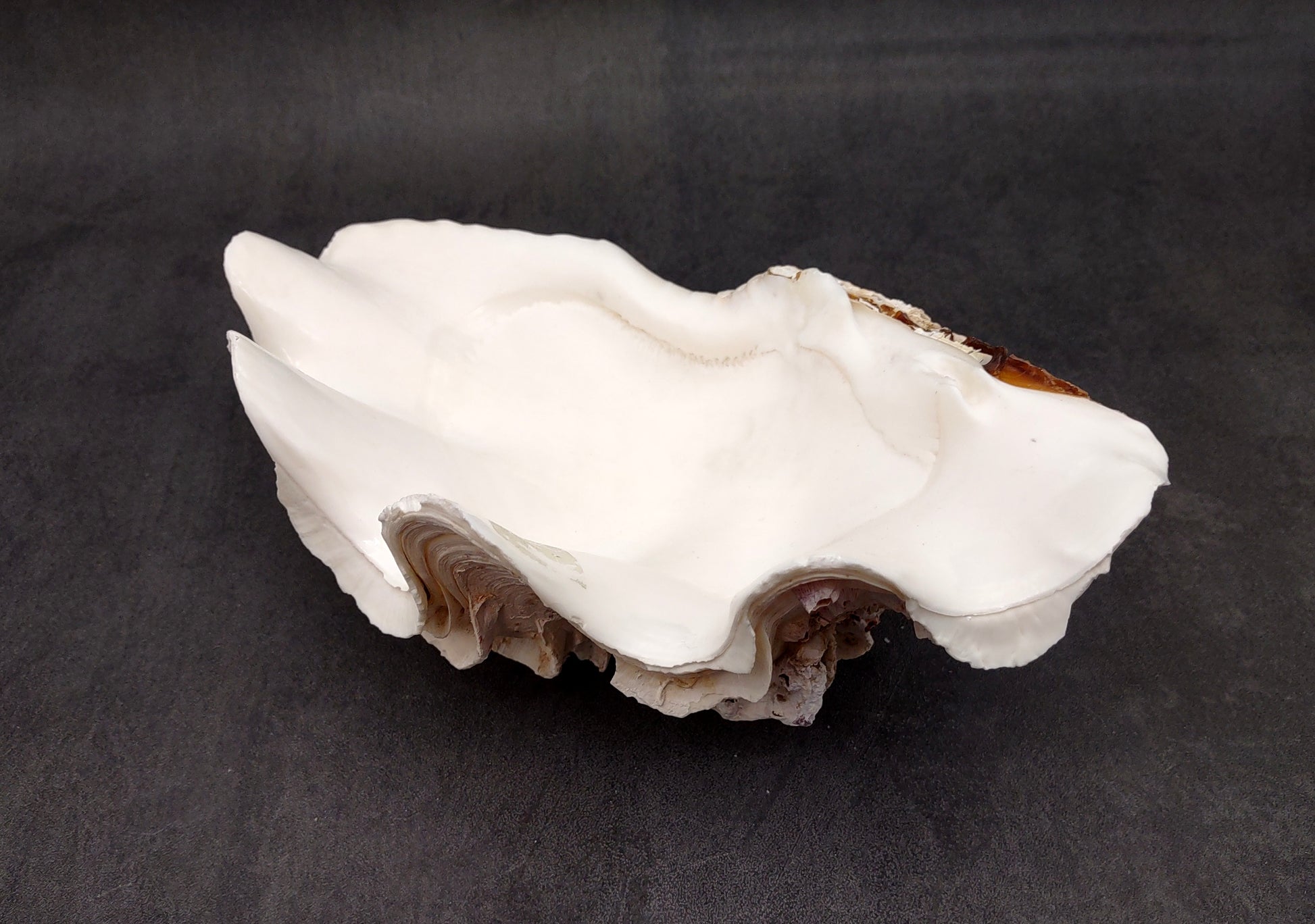 Giant Ruffled Clam Shell Half (1 half shell approx. 10.25L x 3.25H x 6.5D inches) Great rare clam shell for decor & display! Natural colored and weathered clam shell. Copyright 2024 SeaShellMart.com