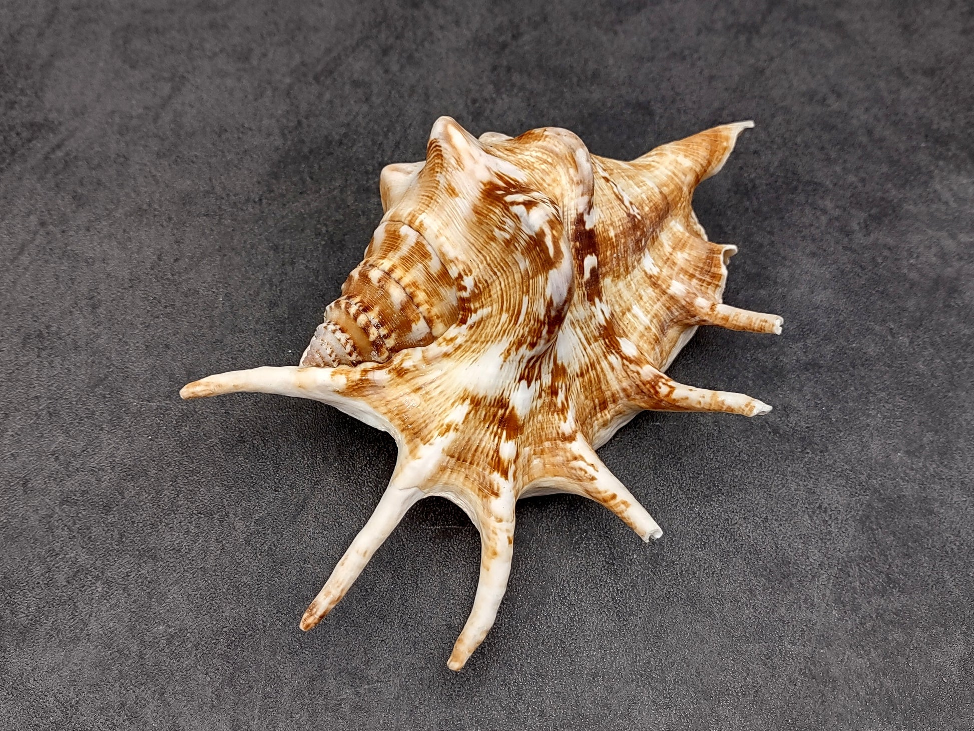 Spider Conch Seashell Lambis Lambis (1 shell approx. 5+ inches) Conch shell great for coastal crafting displays and collections! Spiked brown and white glazed shell. Copyright 2024 SeaShellMart.com