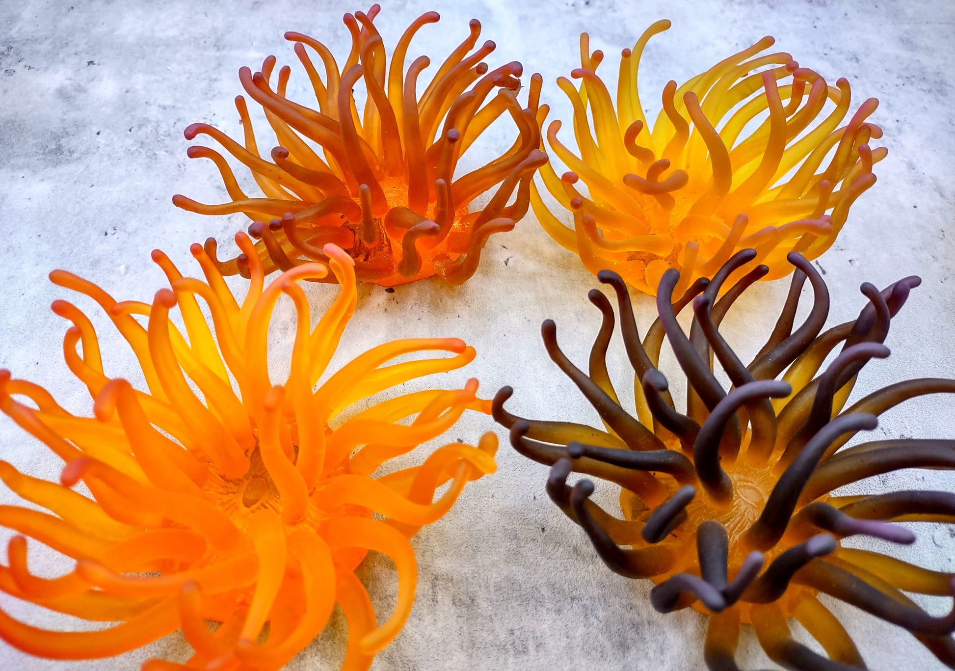Condylactis Yellow FAUX Anemone - Condylactis Gigantea - (1 FAUX Anemone approx. 5x2.75x5 inches). Orange and yellow fake anemone with purple tipped tentacles. Copyright 2024 SeaShellSupply.com.