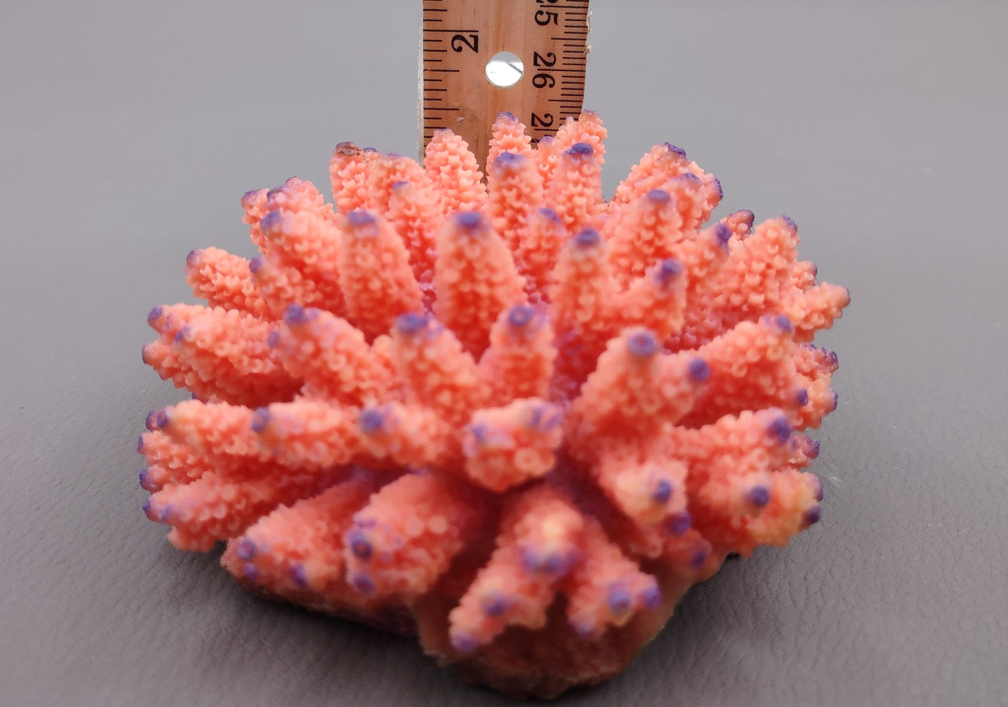 Orange FAUX Finger Coral Acropora Nasuta (1 FAKE Coral approx. 4Wx3Tx4D inches) Perfect coral for any coastal display! Orange round spike coral with a purple tip. Copyright 2024 SeaShellMart.com.
