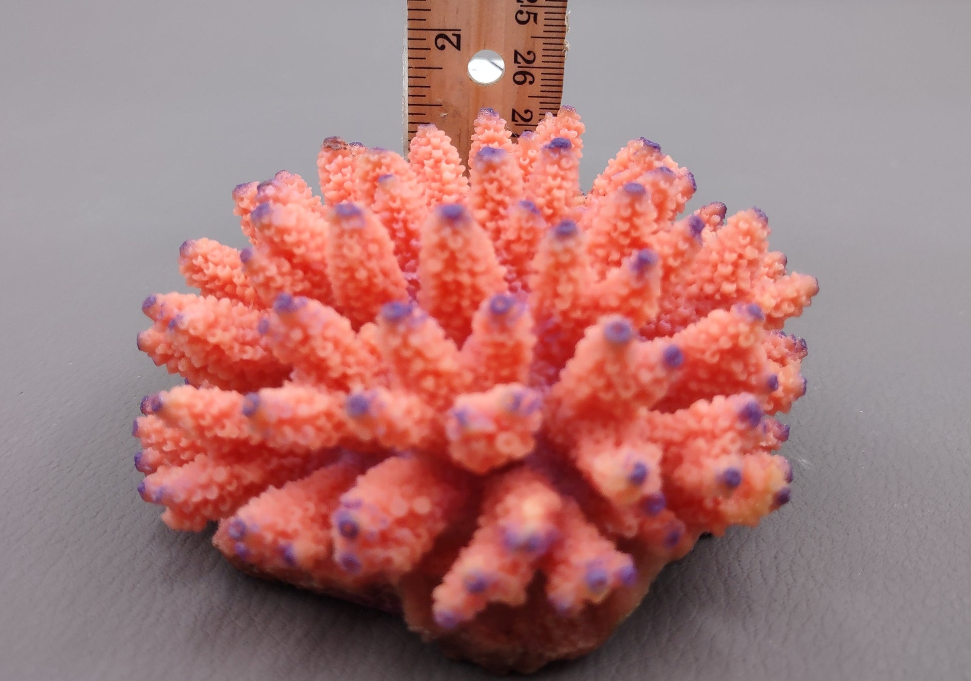 Orange FAUX Finger Coral Acropora Nasuta (1 FAKE Coral approx. 4Wx3Tx4D inches) Perfect coral for any coastal display! Orange round spike coral with a purple tip. Copyright 2024 SeaShellMart.com.