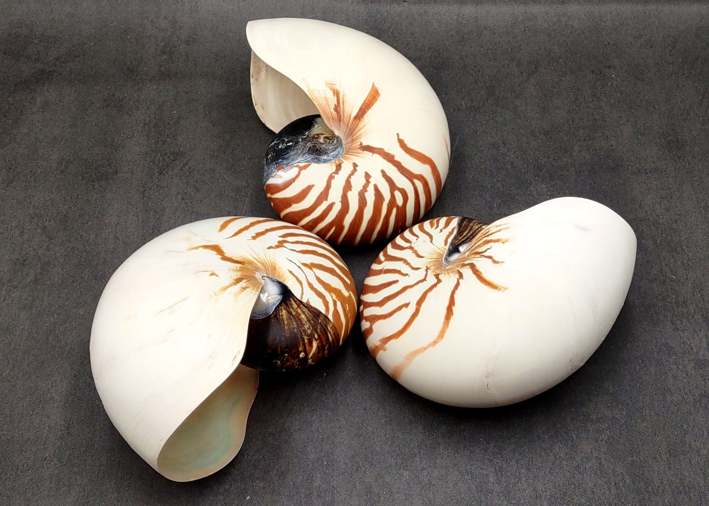 Natural Nautilus Seashell Nautilus Pompilius (1 shell approx. 7+ inches) Great shells for coastal crafting decor & collections!