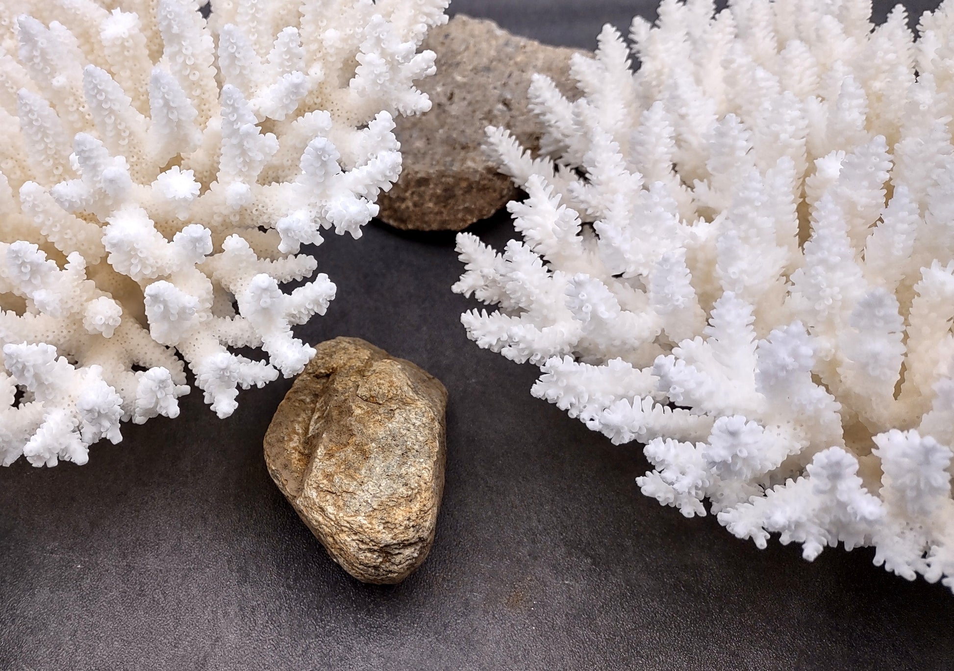 Photo of White Table Coral Large Cluster Acropora Latistella (1 coral approx. 9-11+ inches). Copyright 2024 SeashellSupply.com