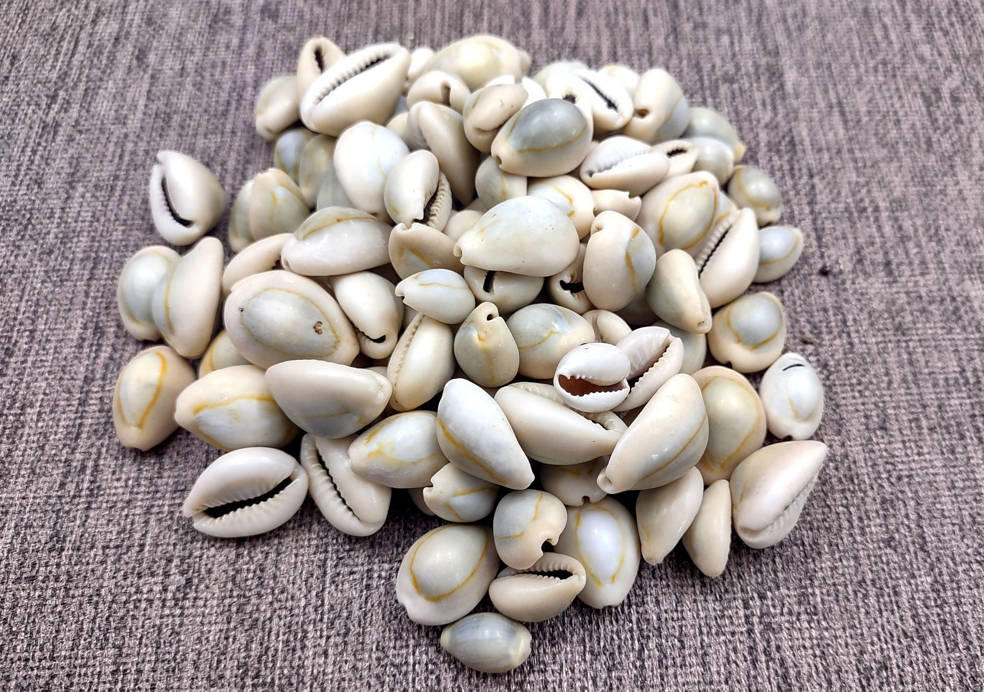 Ring Top Cowrie Seashells - Cypraea Annulus - (approx. 40-50 shells .5-.75 inches) Orange and tan ombre shells in pile. Copyright 2024 SeaShellSupply.com.