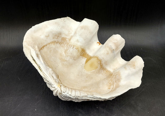 Giant clam shell individual specimen. Copyright 2024 SeashellSupply.com