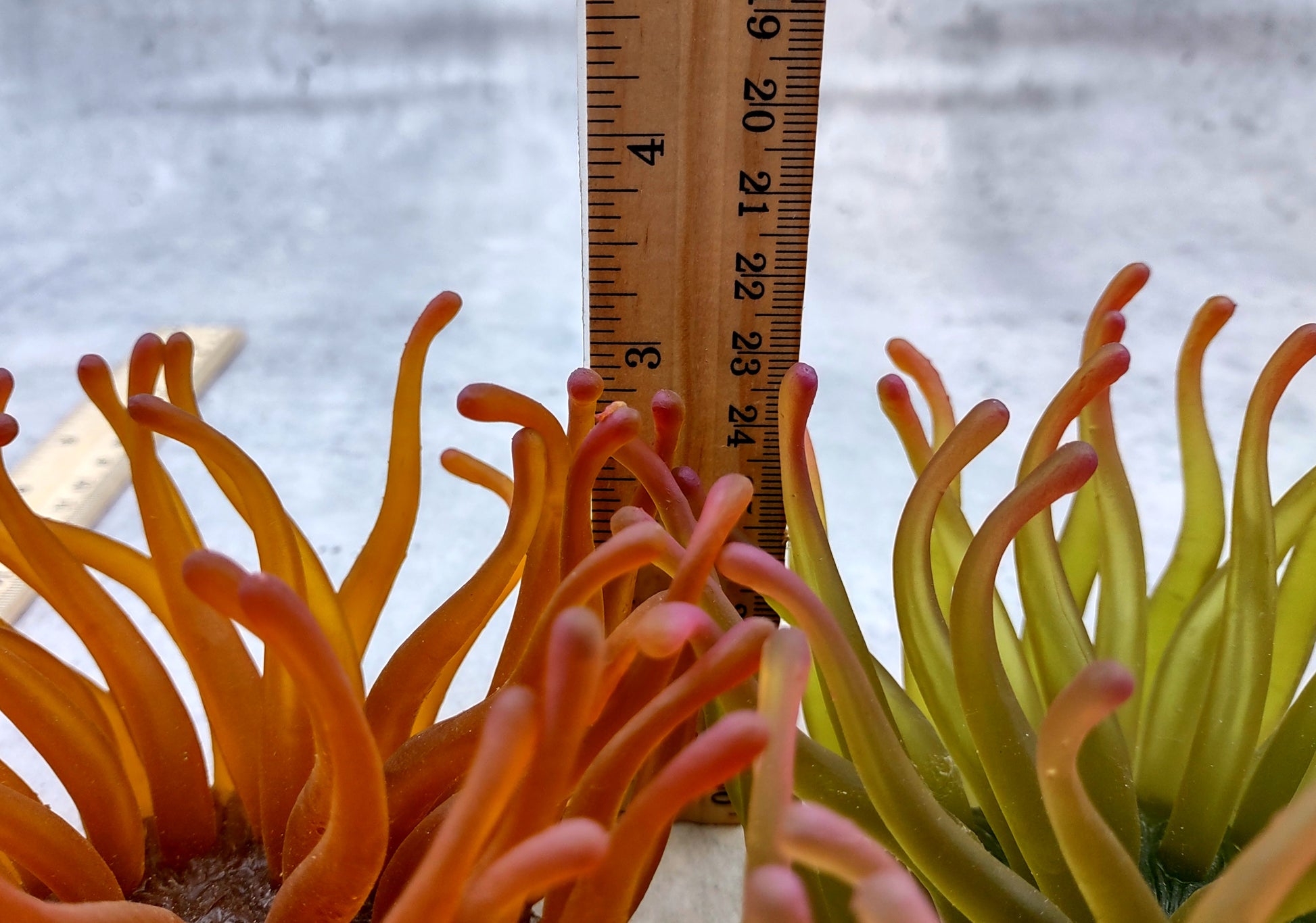  Aqua FAUX Anemone - Condylactis Gigantea - (1 FAUX Anemone approx. 5Wx4Dx5T inches). green ombre fake anemone with pink tipped tentacles. Copyright 2024 SeaShellSupply.com.