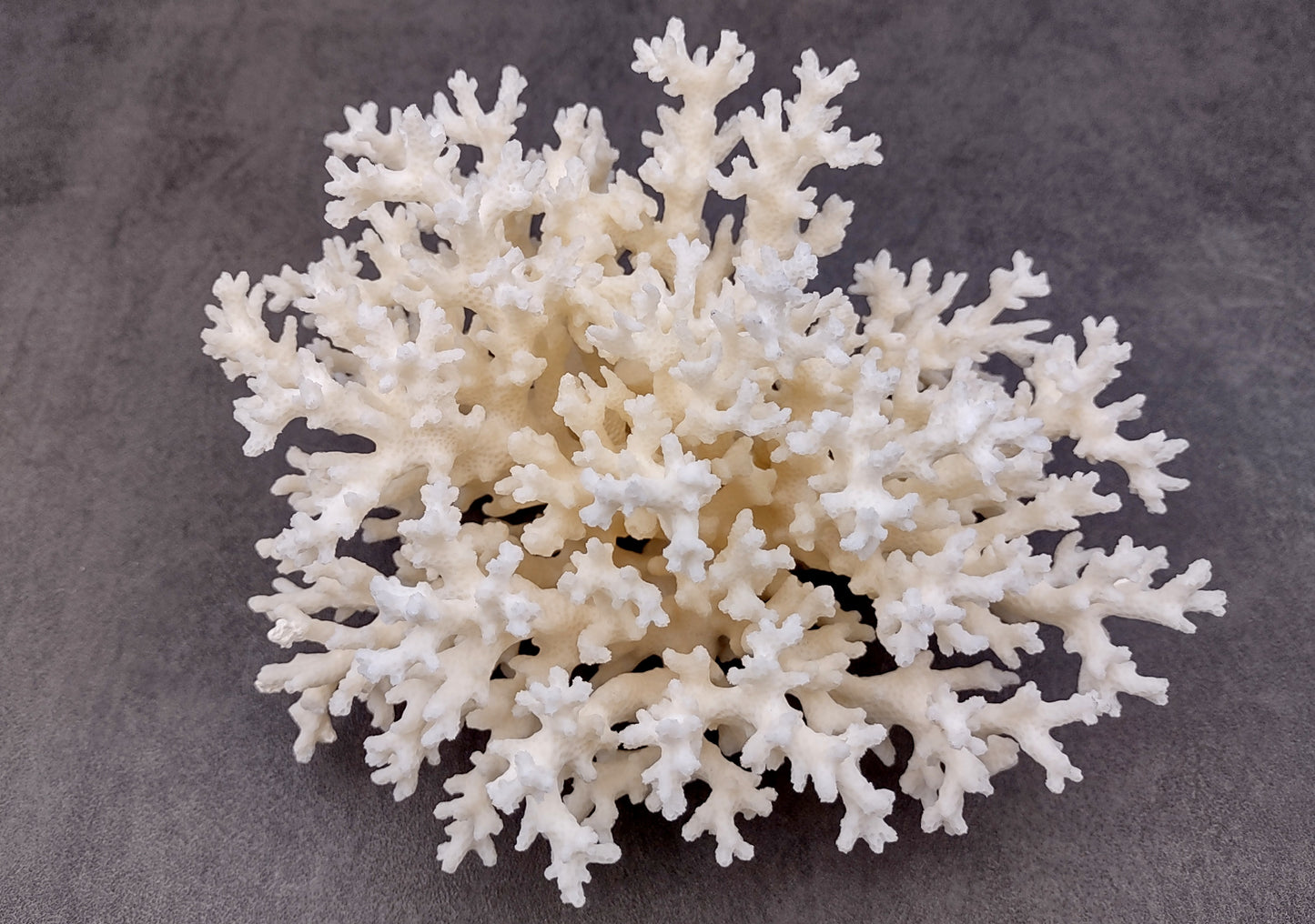 White Lace Coral Cluster (1 coral approx. 5-6+ inches) Great delicate coral to add to any fun display or coastal crafts!