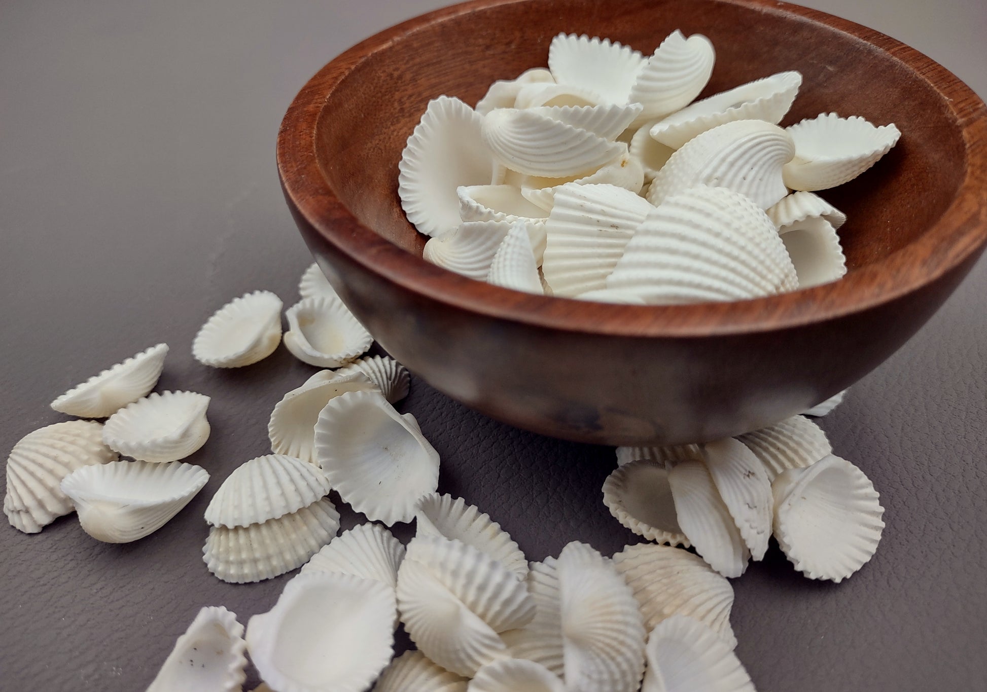 White Ark Clam Seashells Tegillarca Granosa (approx. 20+ shells 1+ inches). An assortment of small white clam shells. Copyright 2024 SeaShellSupply.com.