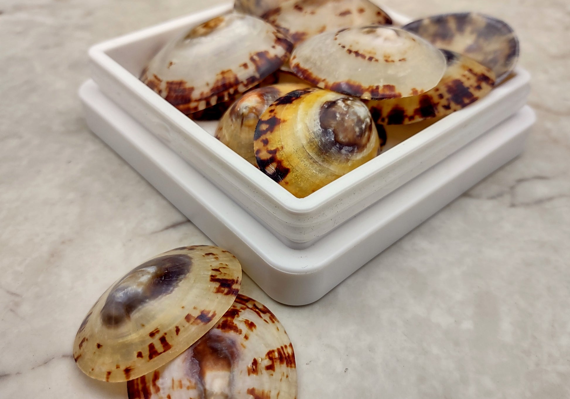 Oval Limpet Shell Pairs (2 shells) - (1.5-2 inches). One pair of brown and off-white dappled oval shells. Copyright 2024 SeaShellSupply.com.
