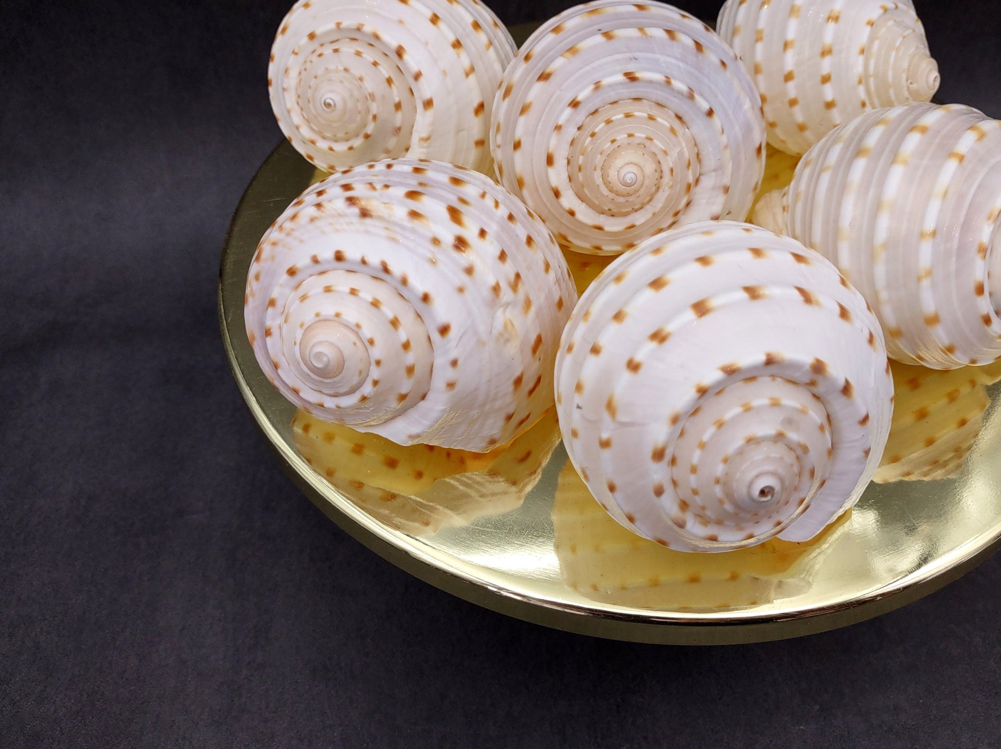 Spotted Tonna Seashells Tonna Tessalata (2 shells approx. 3+ inches) Perfect shells for coastal crafting décor & collections! Spotted white shells with tan dots and a spiral pattern. Copyright 2024 SeaShellSupply.com