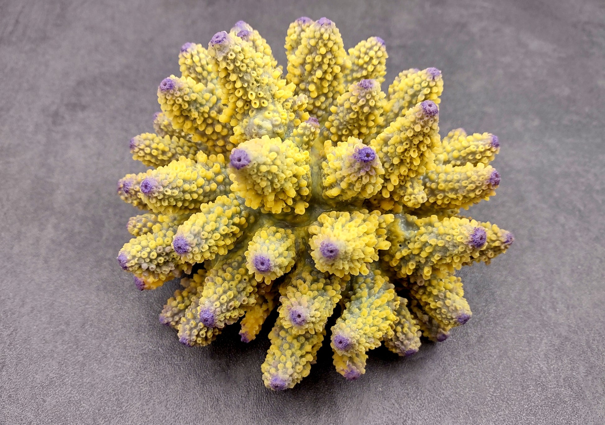  Yellow Finger Staghorn FAUX Coral - Acropora Humilis - (1 FAUX Coral approx. 5.5x3.5x5 inches). yellow and purple branched tentacles. Copyright 2024 SeaShellSupply.com.