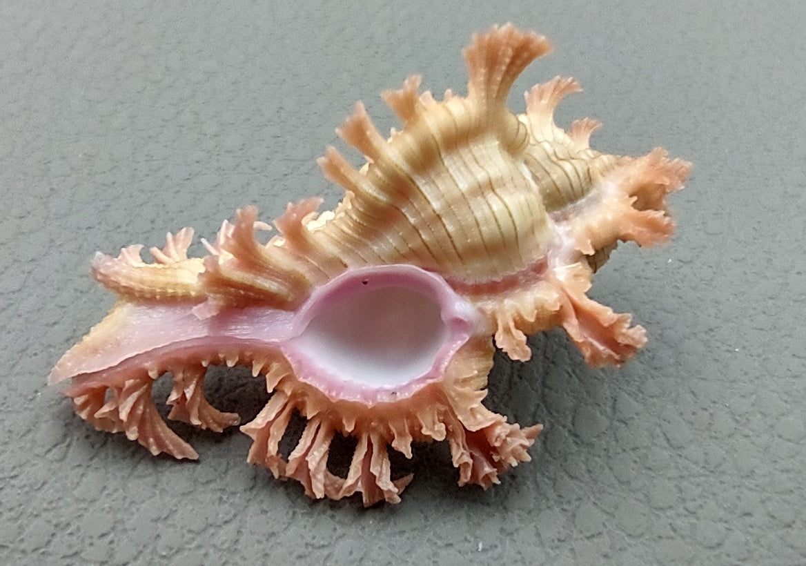 Seashells – seashellmart