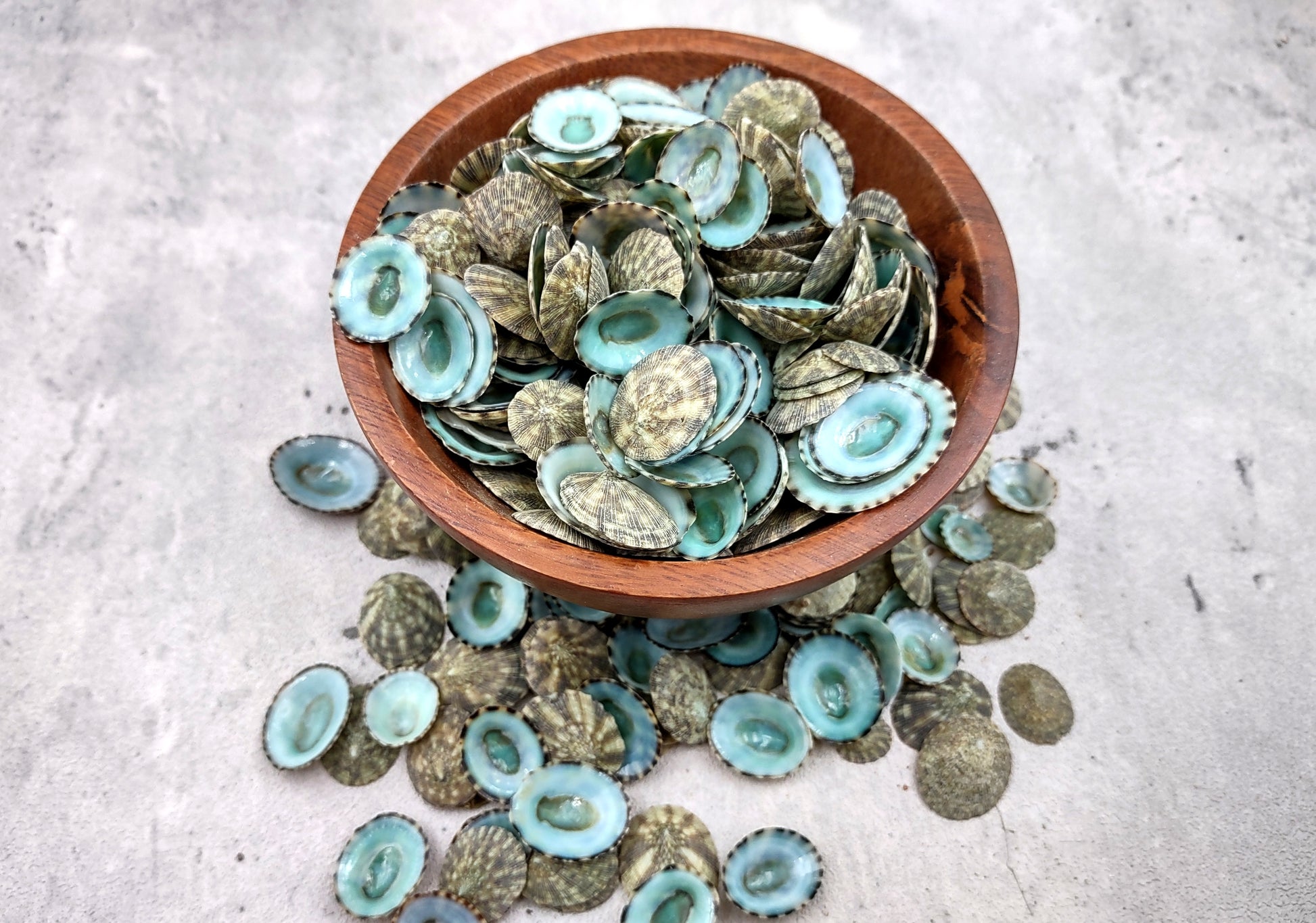 Green Limpet Seashells Sutorria Mesoleuca (1 cup approx. 240+ shells 0.5+ inches) Copyright 2024 SeaShellSupply.com
