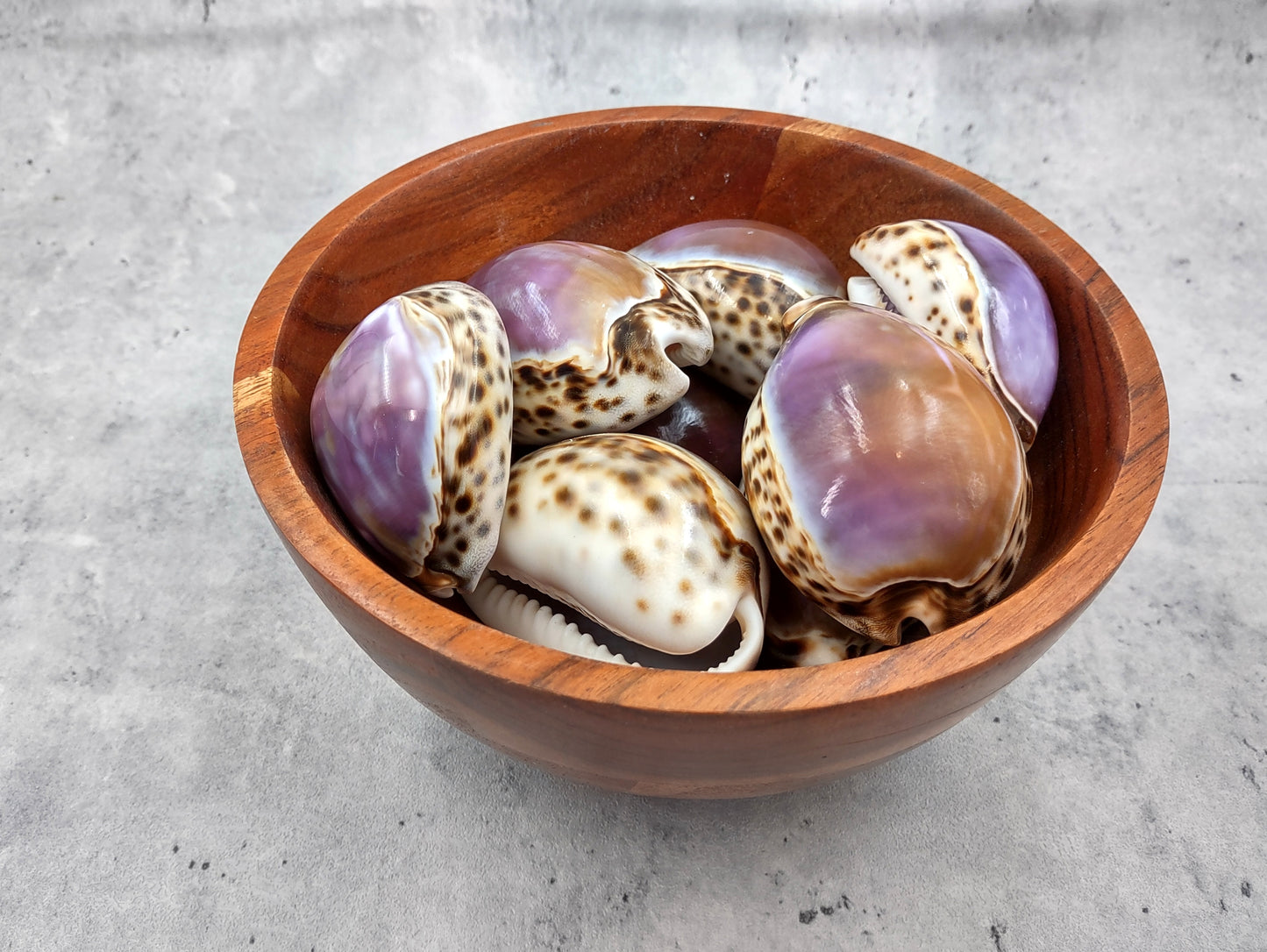 Purple Top Tiger Cowrie Seashells Cypraea tigris (2 shells approx. 2.25+ inches) Beautiful for any coastal crafting or décor!