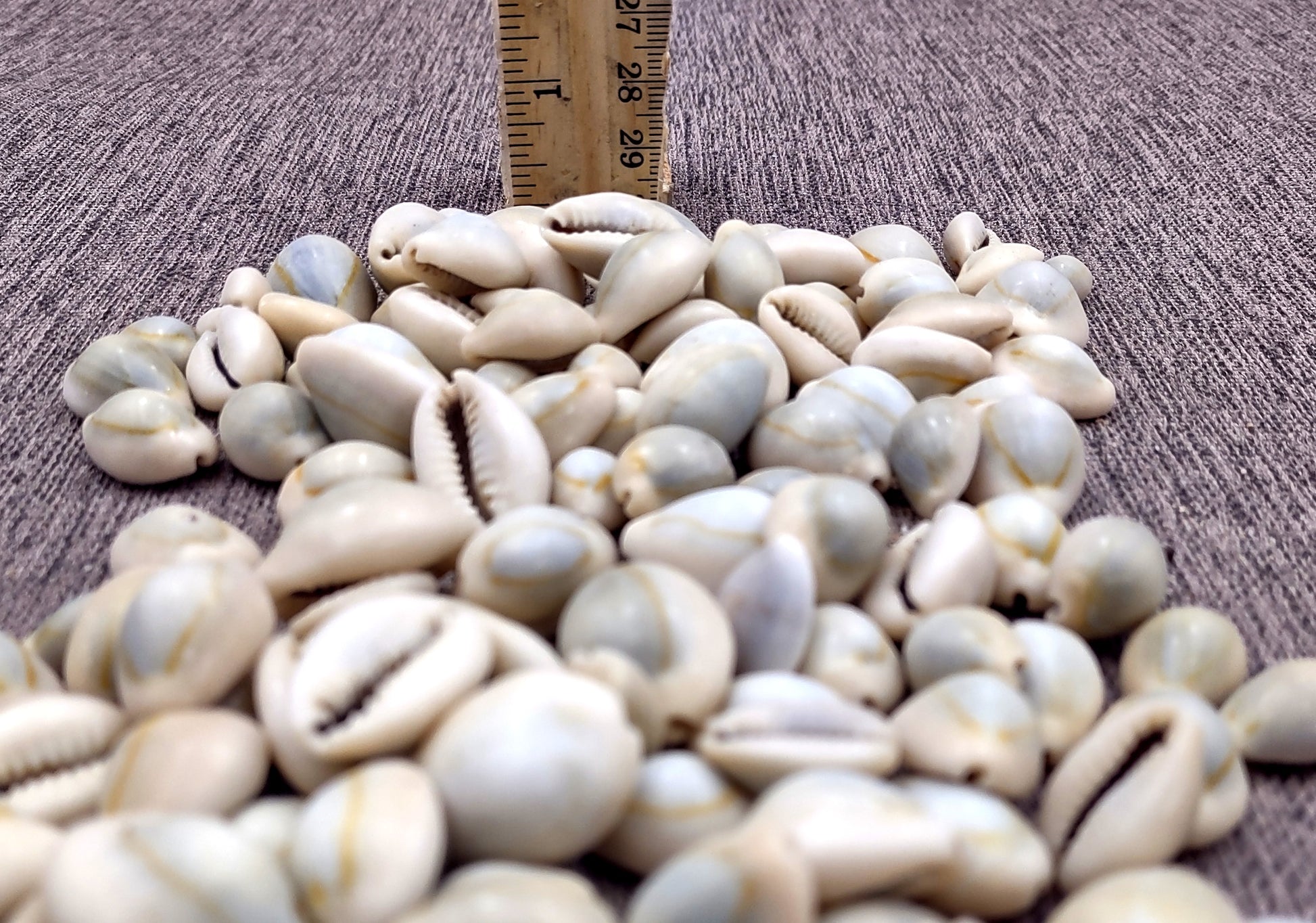 Ring Top Cowrie Seashells - Cypraea Annulus - (approx. 40-50 shells .5-.75 inches) Orange and tan ombre shells in pile. Copyright 2024 SeaShellSupply.com.