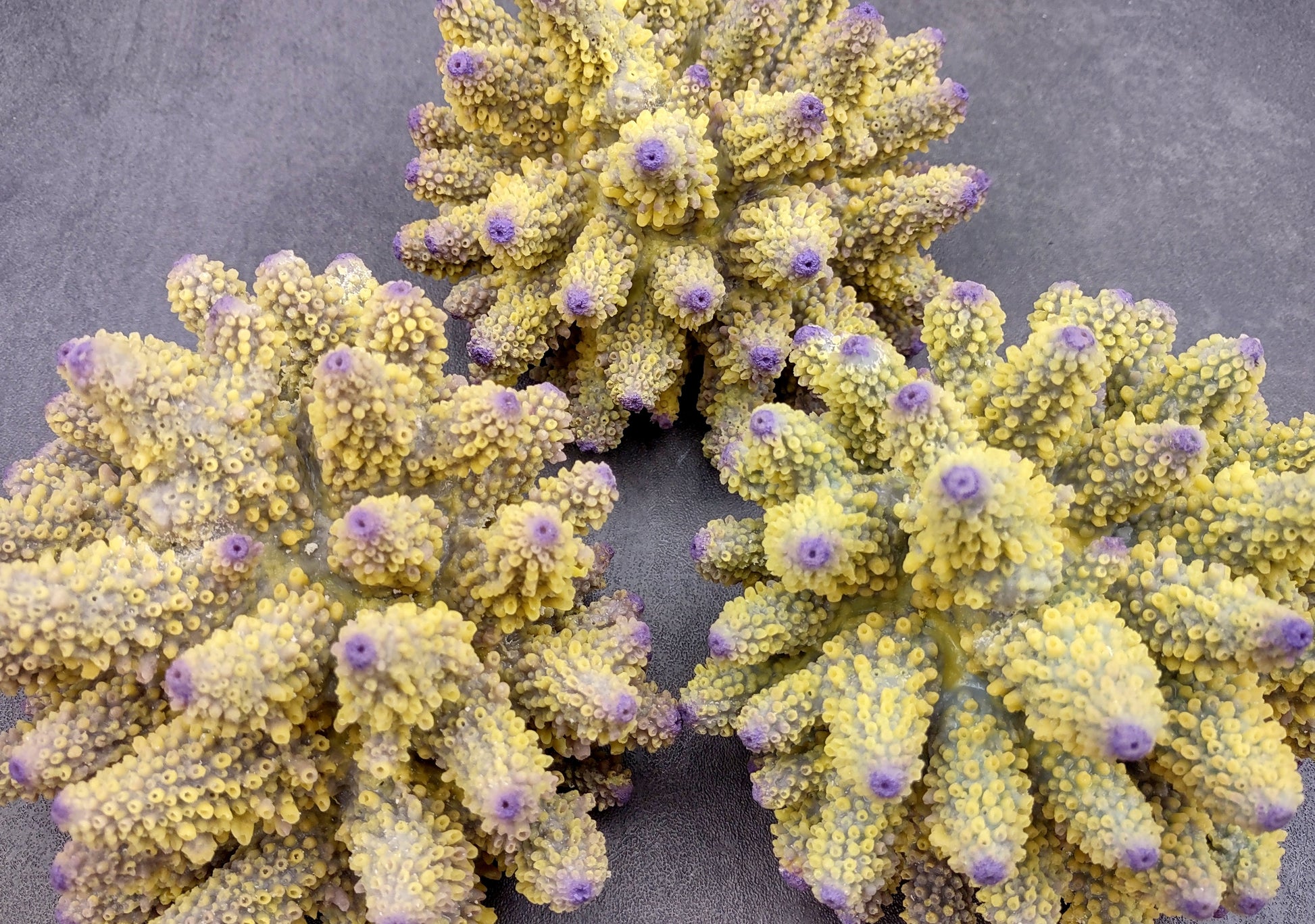  Yellow Finger Staghorn FAUX Coral - Acropora Humilis - (1 FAUX Coral approx. 5.5x3.5x5 inches). yellow and purple branched tentacles. Copyright 2024 SeaShellSupply.com.