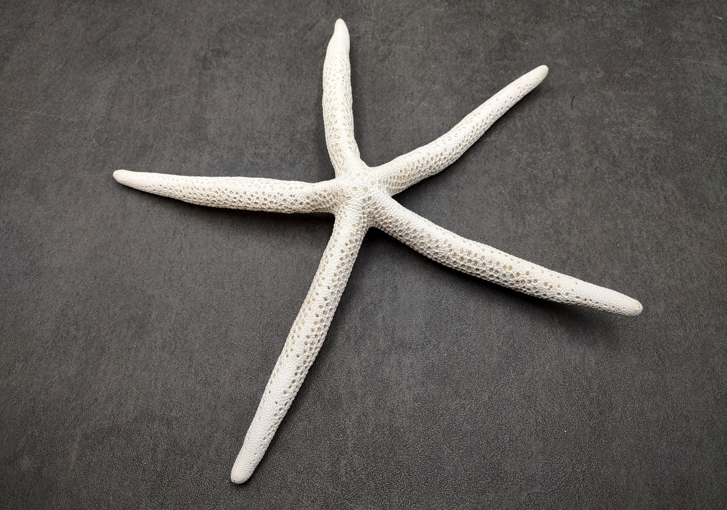 Finger Starfish White Linckia Laevigata (2 stars approx. 10-11+ inches) Unique shells for coastal crafting décor & collections!