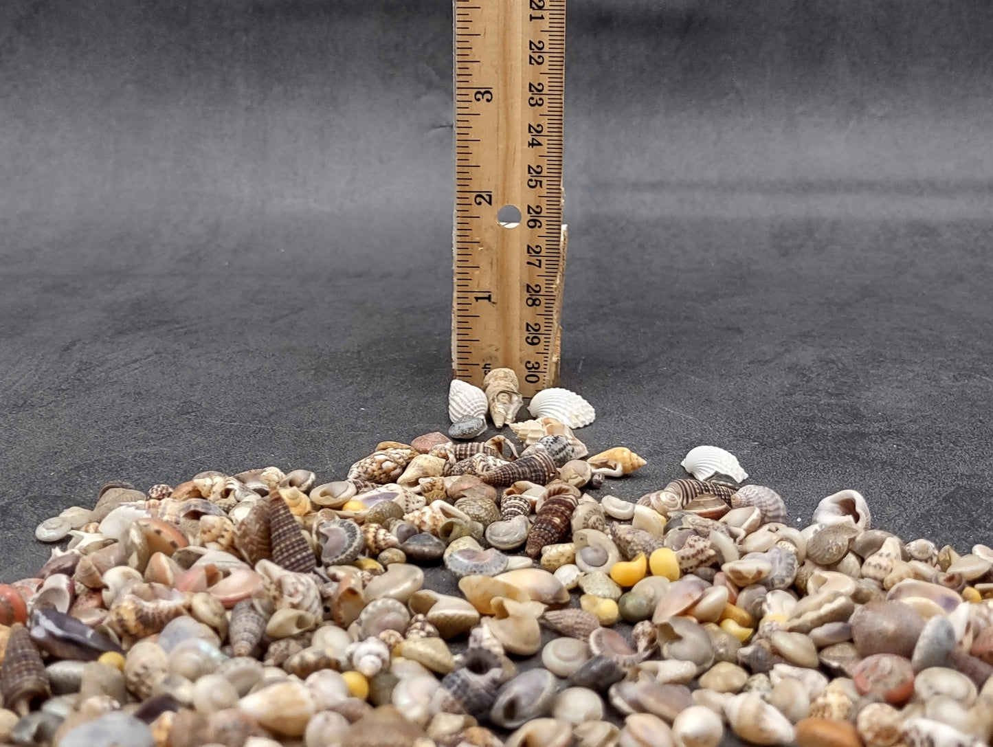 Ocean Mix Tiny Seashells (approx. 750-800 shells .25-.625 inches). Multiple colored shells with different patterns in an intricate pile. Copyright 2022 SeaShellSupply.com.