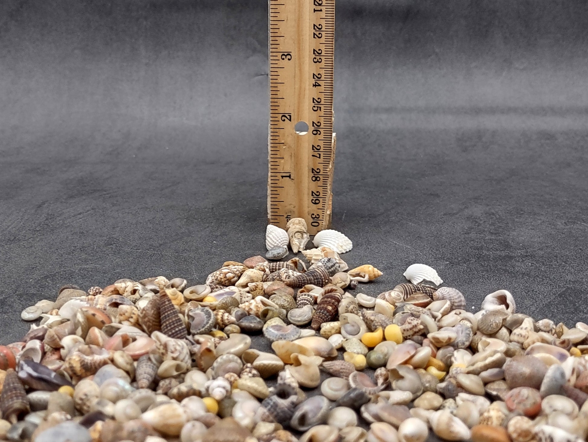 Ocean Mix Tiny Seashells (approx. 750-800 shells .25-.625 inches). Multiple colored shells with different patterns in an intricate pile. Copyright 2022 SeaShellSupply.com.