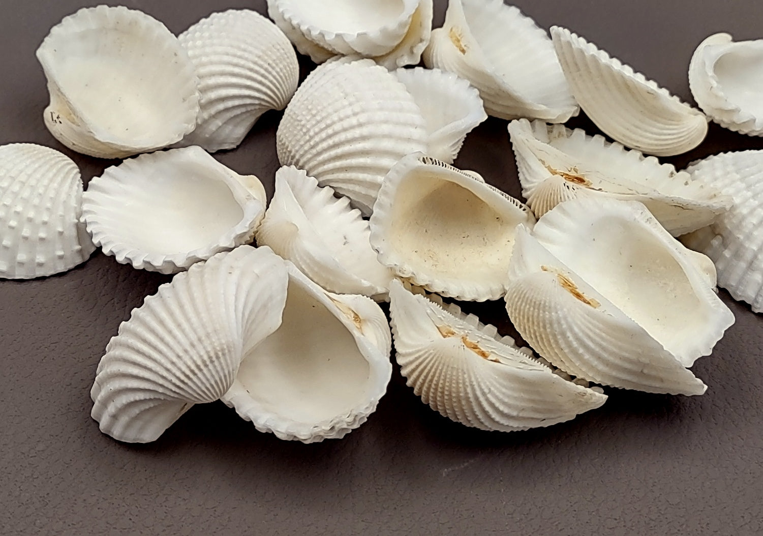 White Ark Clam Seashells Tegillarca Granosa (approx. 20+ shells 1+ inches). An assortment of small white clam shells. Copyright 2024 SeaShellSupply.com.