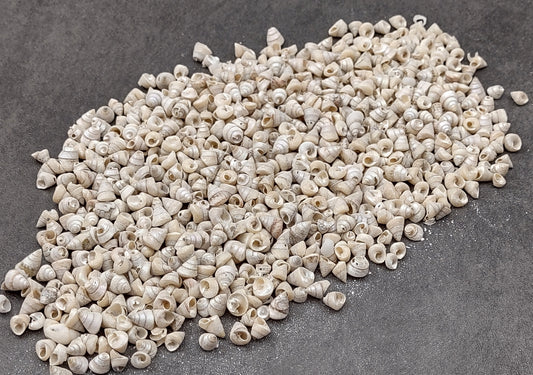 Tiny Venetian Pearl Seashells (appx. 380-400 pcs.) Pile of grey, white, and tan, small shells. Copyright 2024 SeaShellSupply.com.