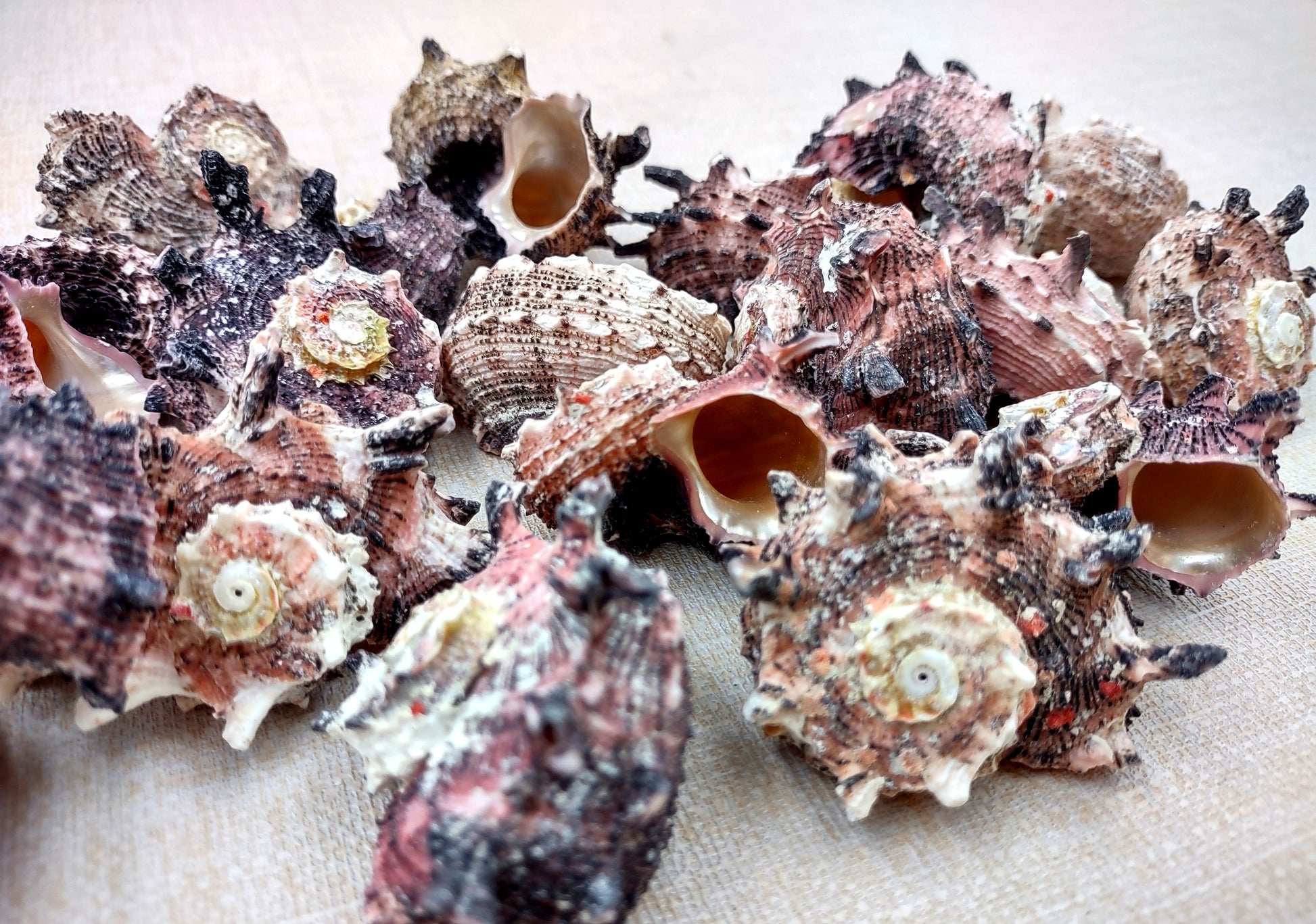 Pink Dolphin Shells Angaria Delphinus Pink Spiral Seashells (5 shells approx. 1+ inches) SS-037 copyright 2024 SeaShellSupply.com